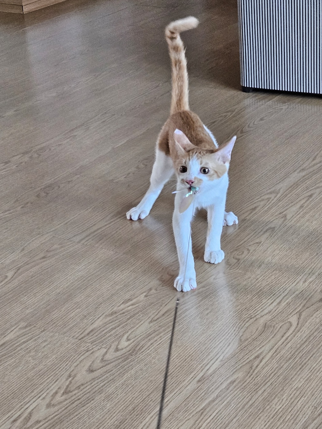 요미(현 땅콩)의 일상