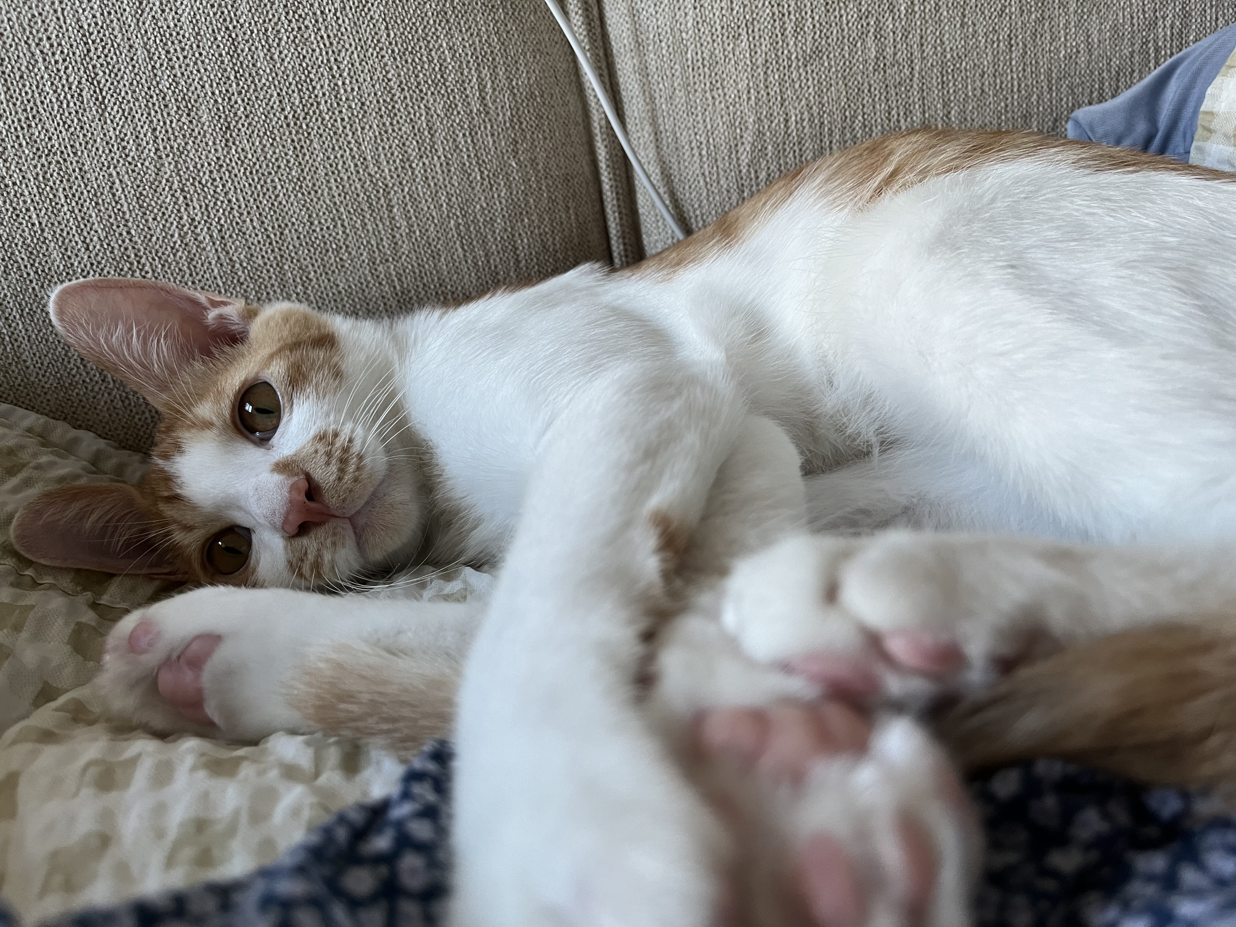 요미(현 땅콩)의 일상