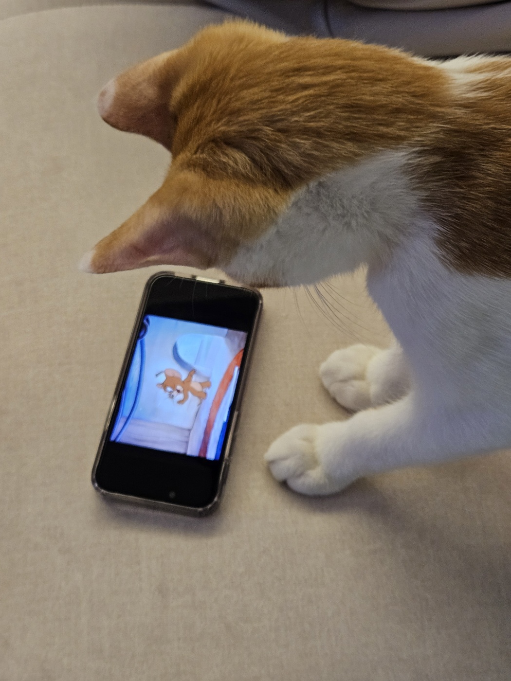 요미(현 땅콩)의 일상