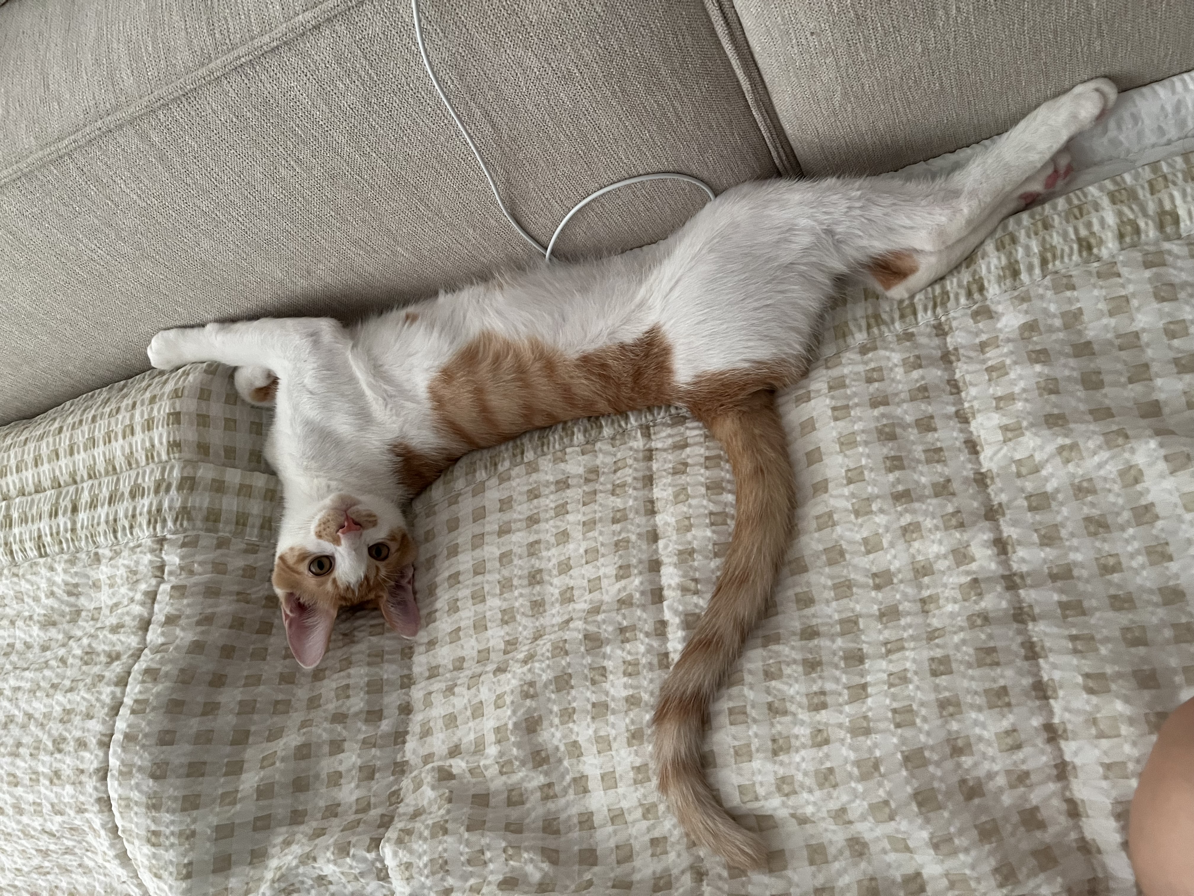 요미(현 땅콩)의 일상