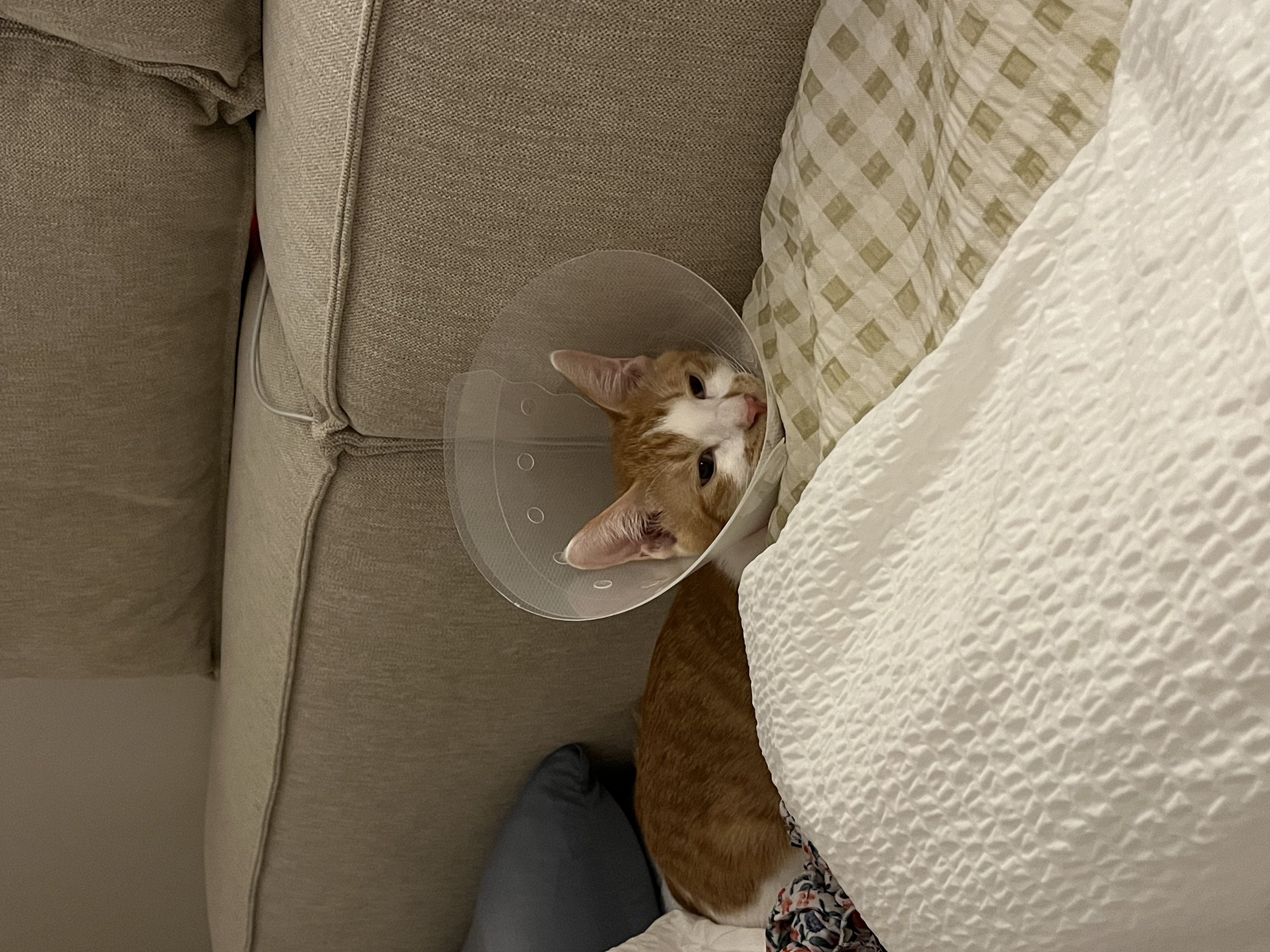 요미(현 땅콩)의 일상