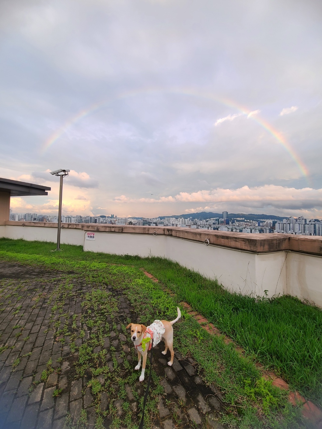 구콩이 입양 1년 됐어요~