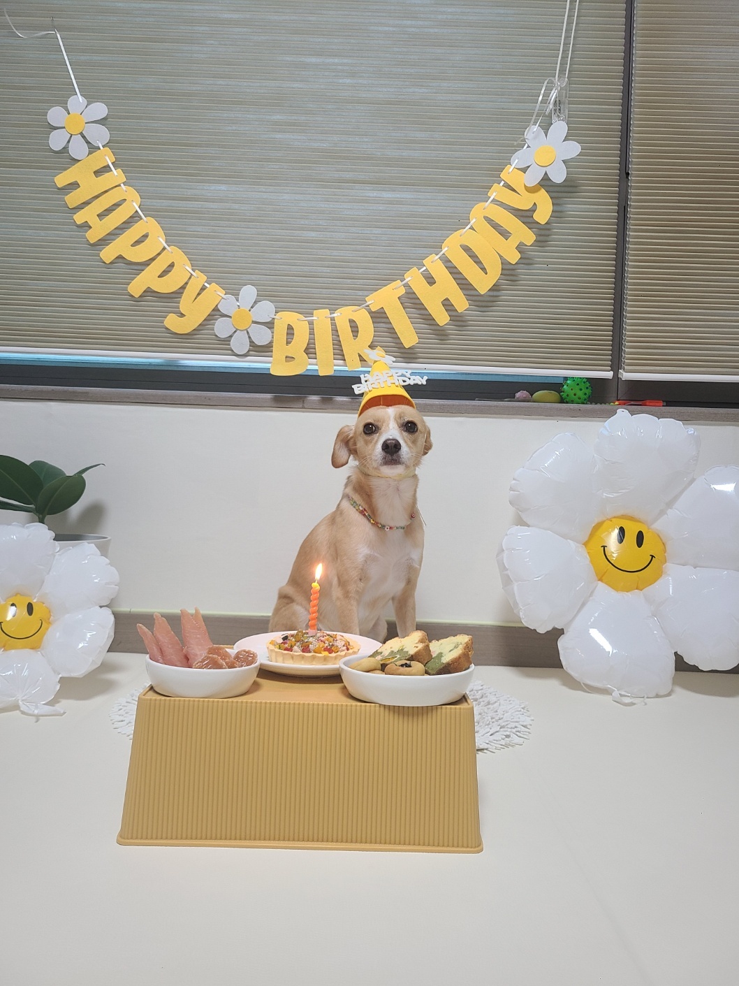 구콩이 입양 1년 됐어요~