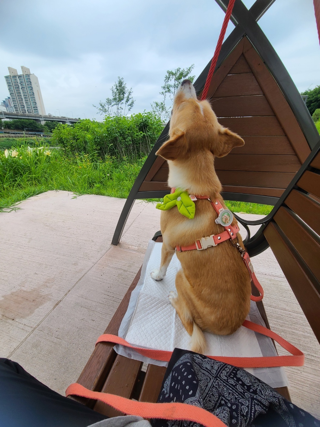 구콩이 입양 1년 됐어요~