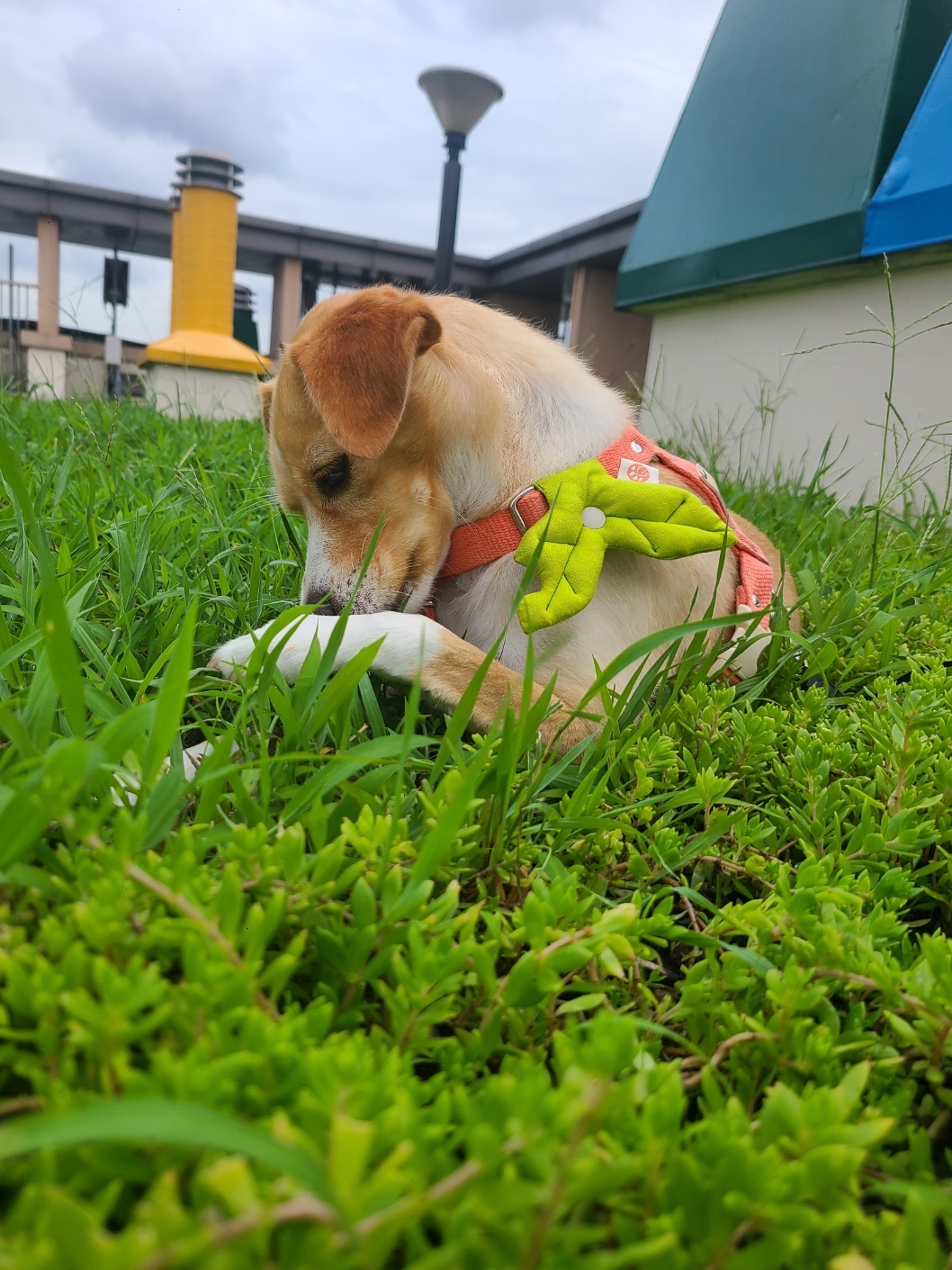 구콩이 입양 1년 됐어요~