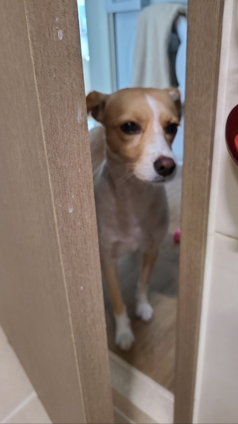 구콩이 입양 1년 됐어요~