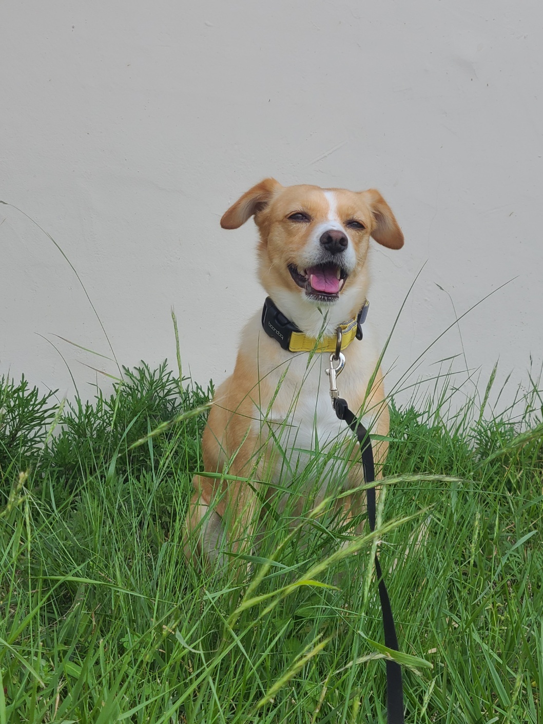 구콩이 입양 1년 됐어요~