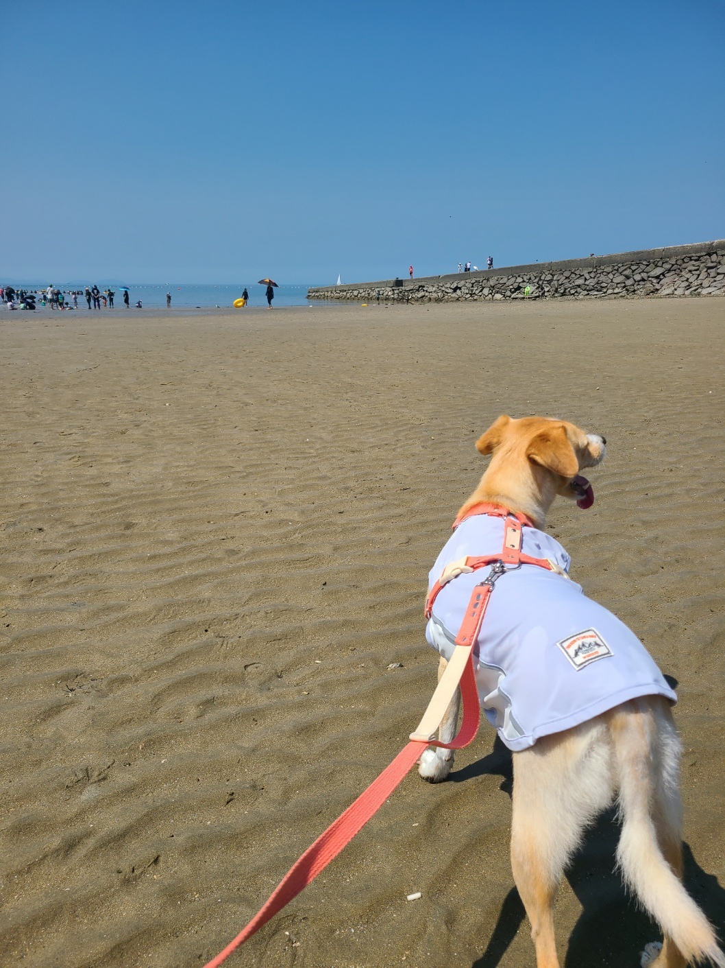 구콩이 입양 1년 됐어요~