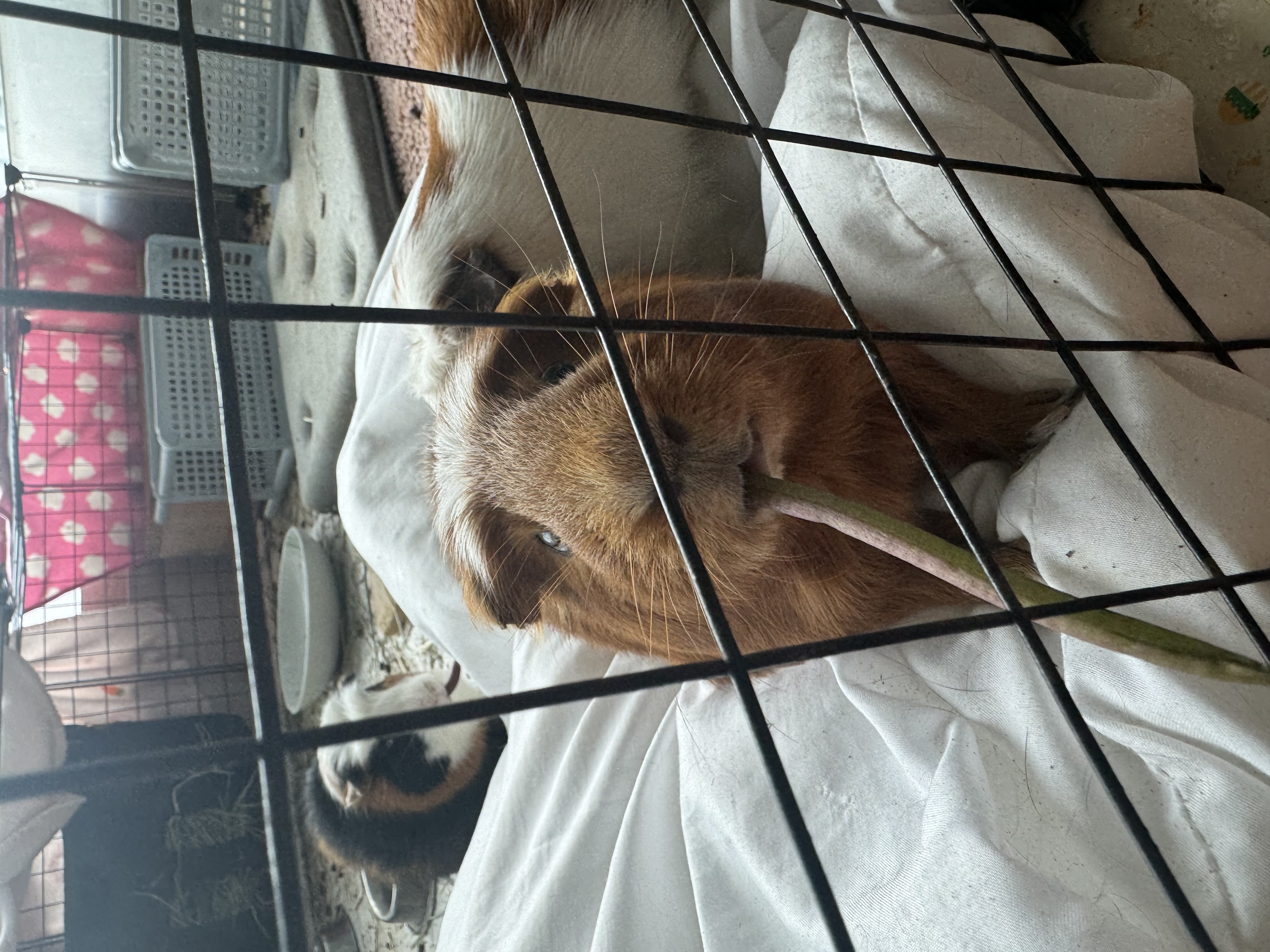 기니피그 모카(홧팅), 라떼(내라) 4년하고 1달!