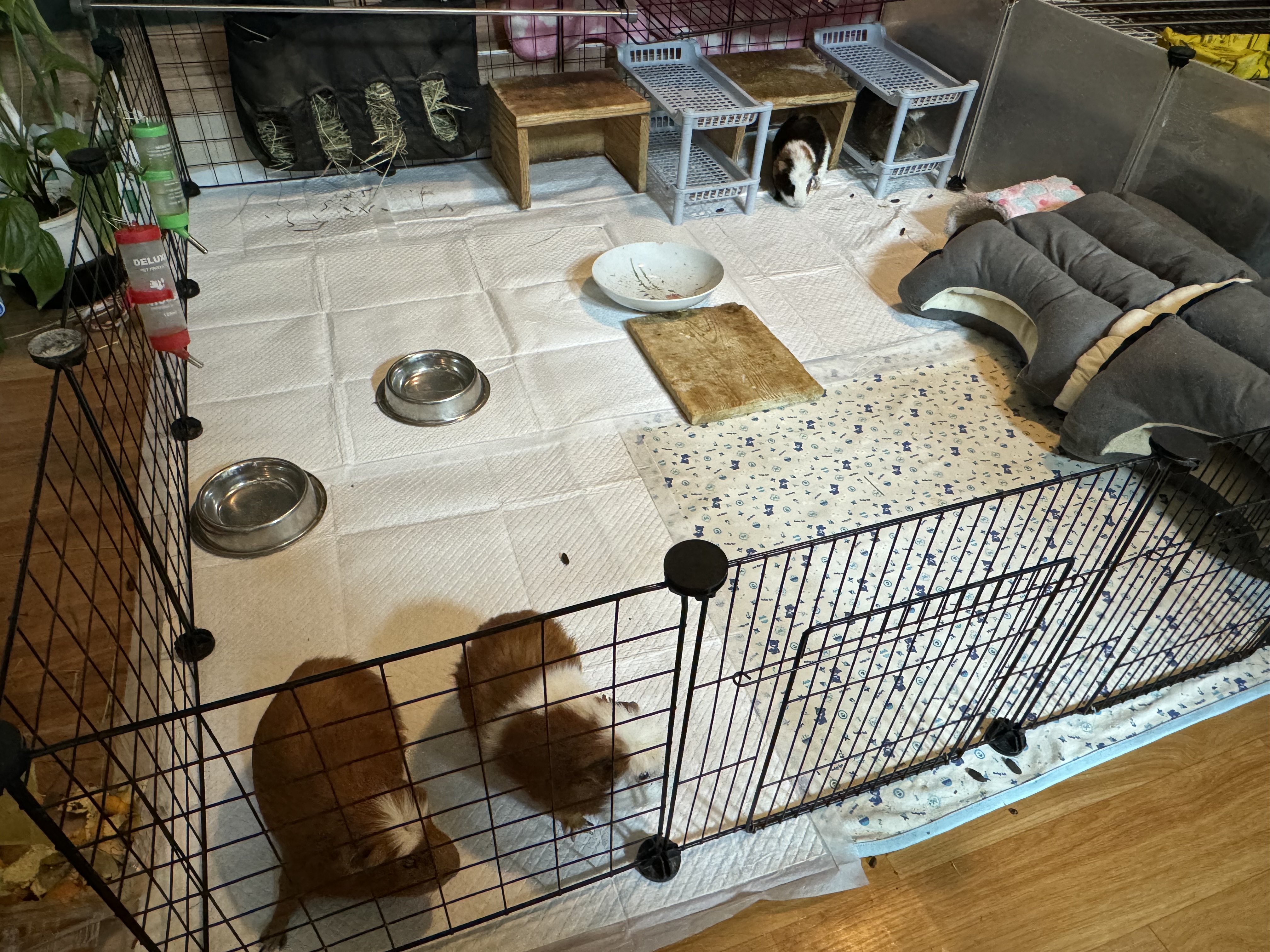 기니피그 모카(홧팅), 라떼(내라) 4년하고 1달!