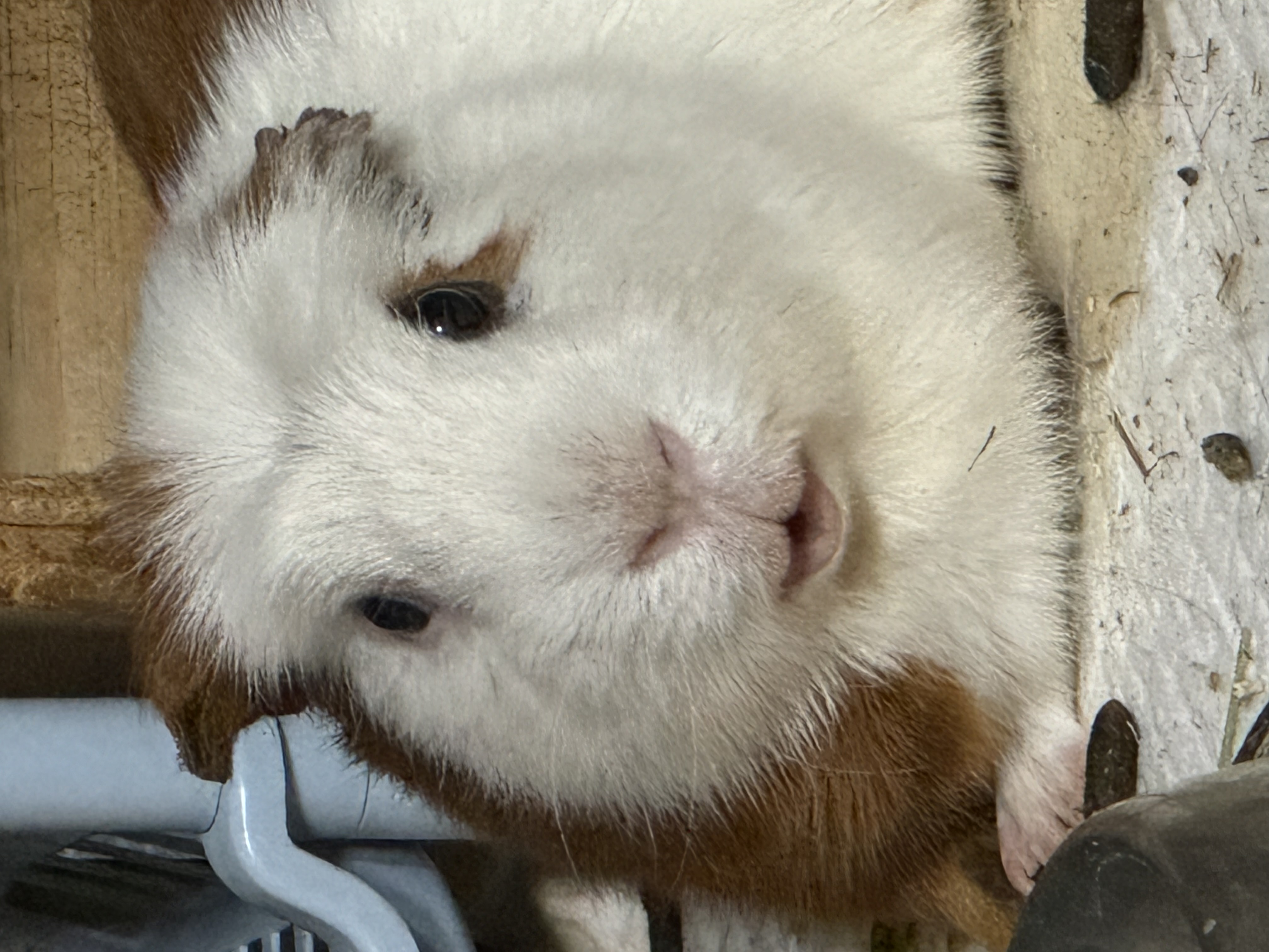 기니피그 모카(홧팅), 라떼(내라) 4년하고 1달!