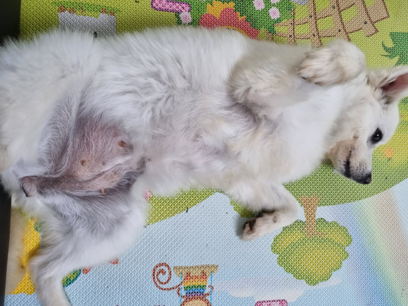 럭키(舊 아유)의 임시보호 1주차 생활