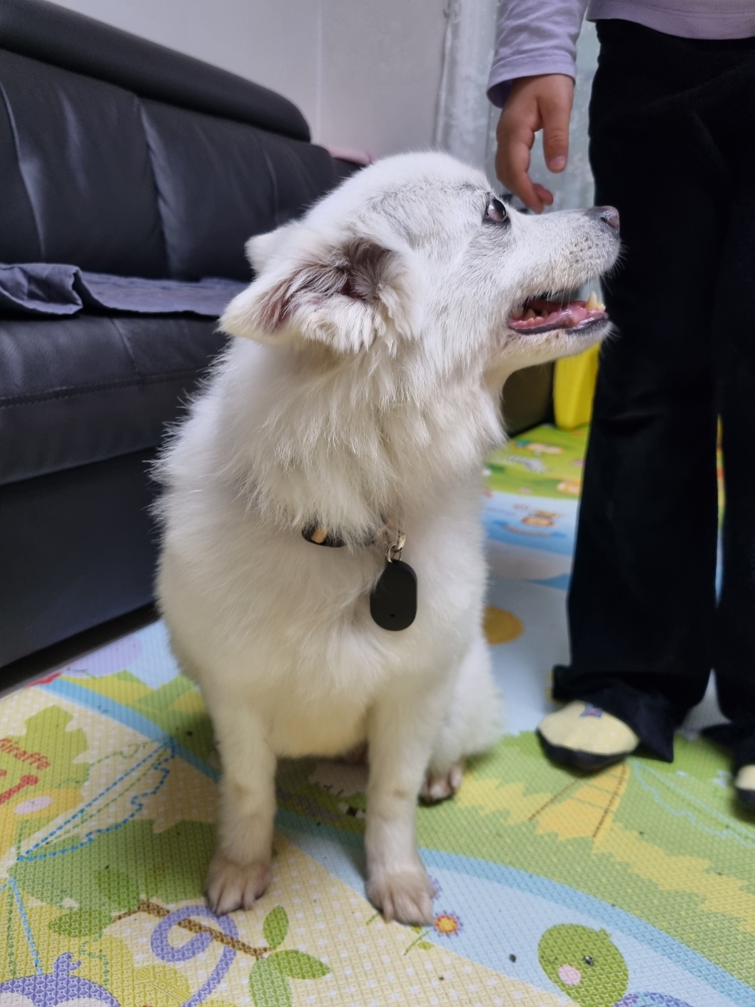 럭키(舊 아유)의 임시보호 1주차 생활