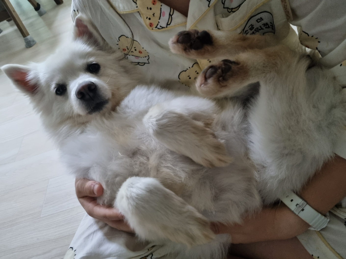 럭키(舊 아유)의 임시보호 1주차 생활