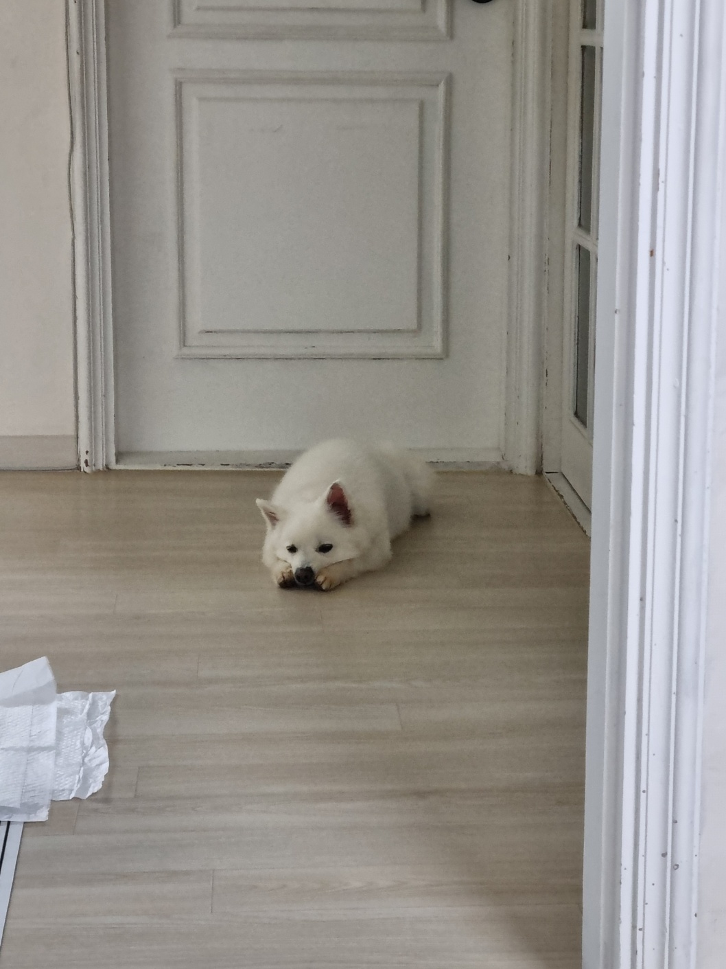 럭키(舊 아유)의 임시보호 1주차 생활