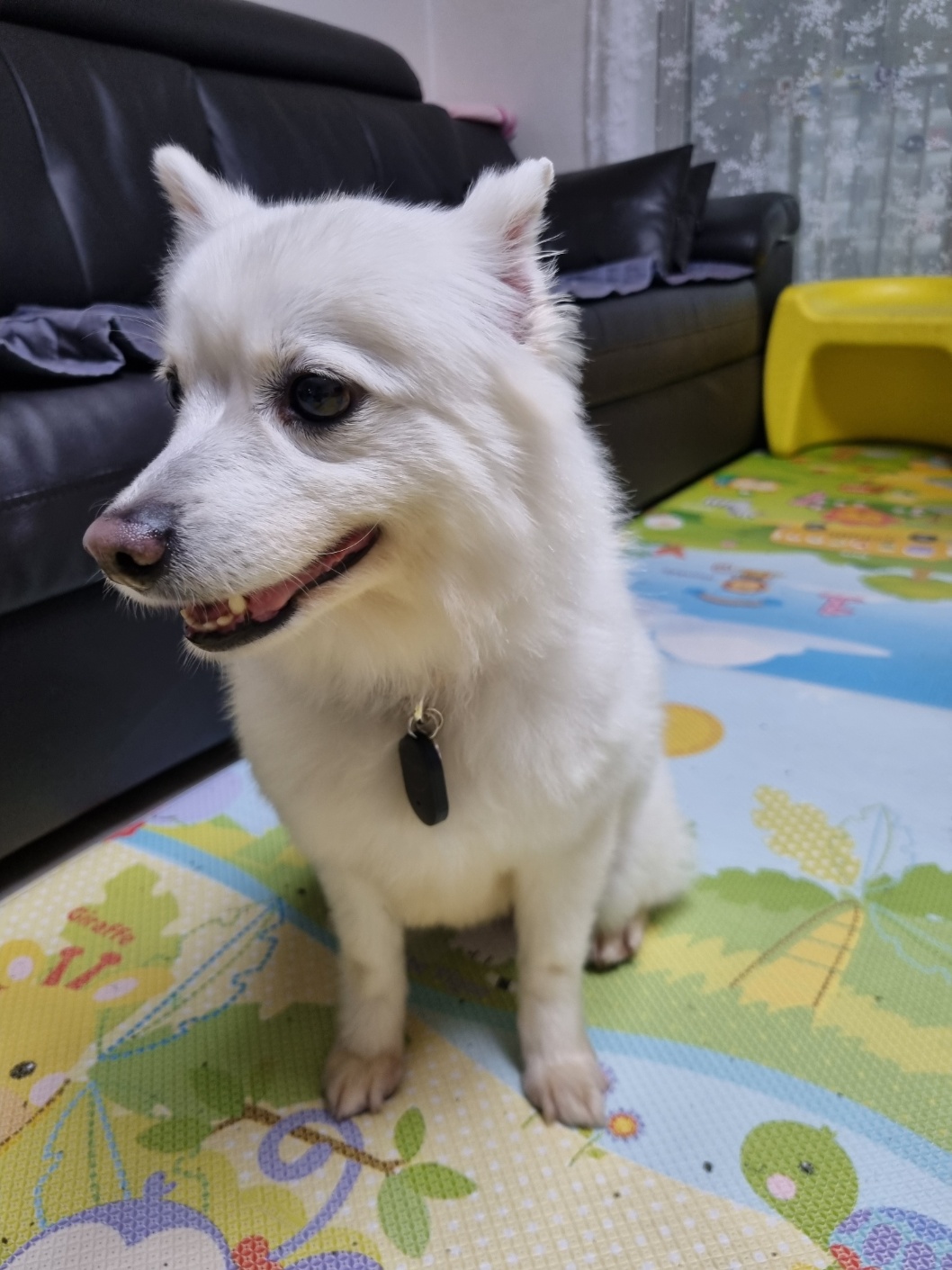 럭키(舊 아유)의 임시보호 1주차 생활