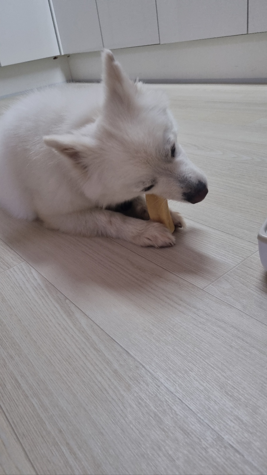 럭키(舊 아유)의 임시보호 1주차 생활