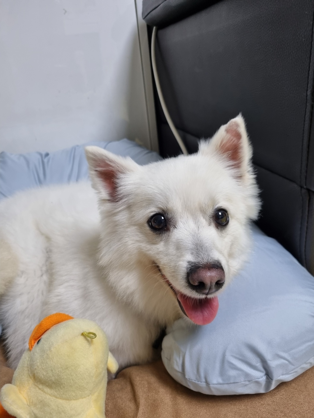 럭키(舊 아유)의 임시보호 1주차 생활