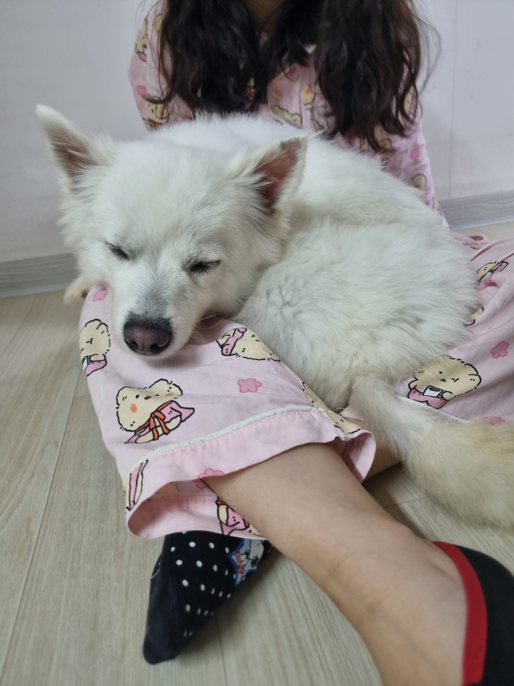 럭키(舊 아유)의 임시보호 1주차 생활