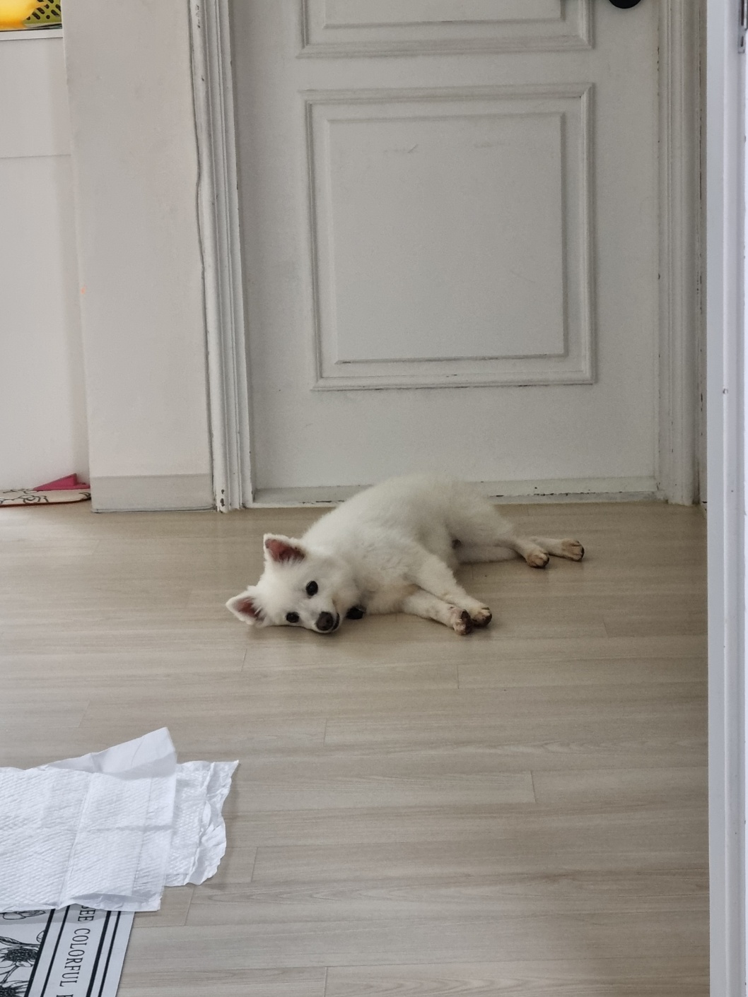 럭키(舊 아유)의 임시보호 1주차 생활