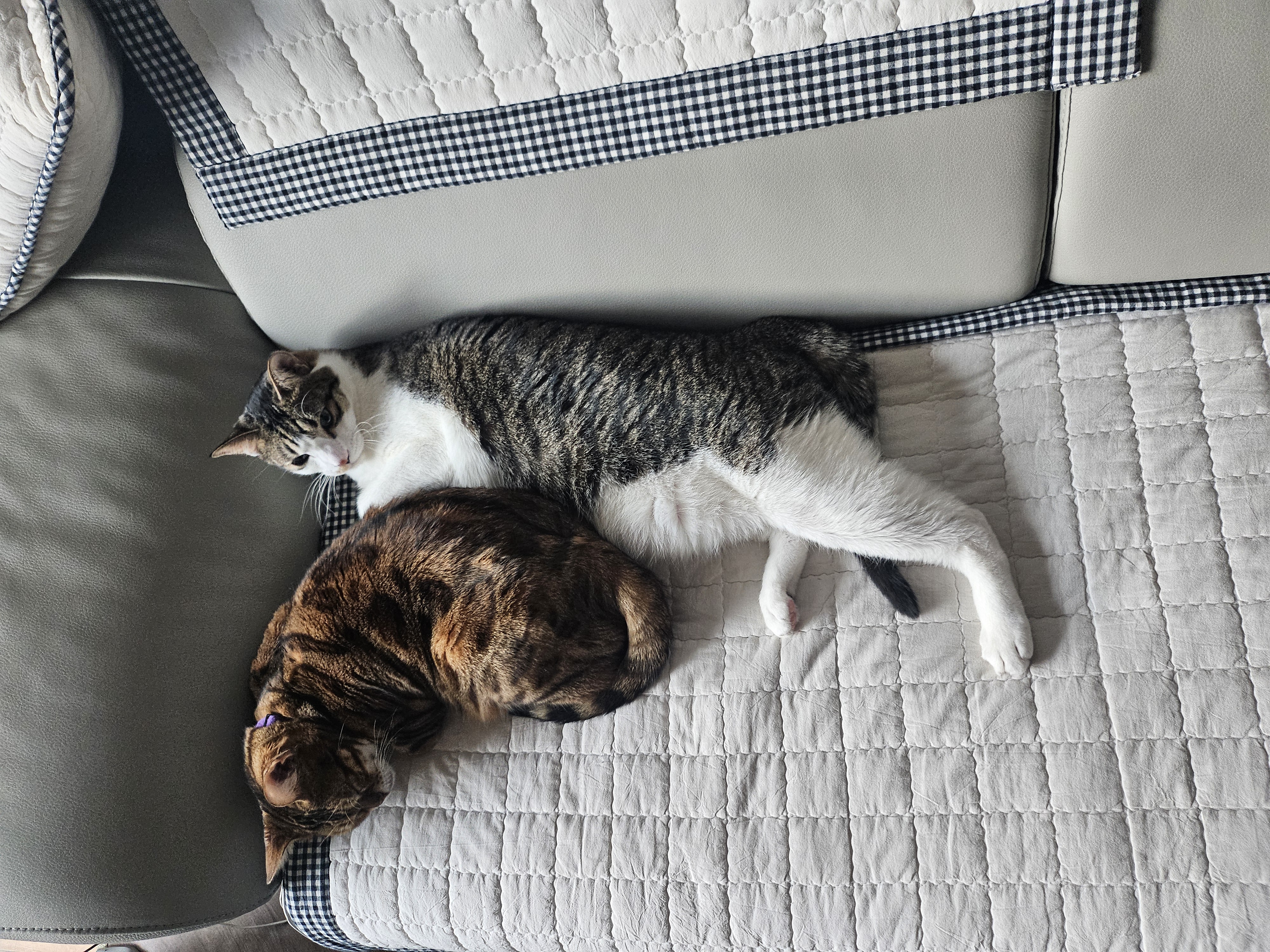 탄이와 함께 2025년으로