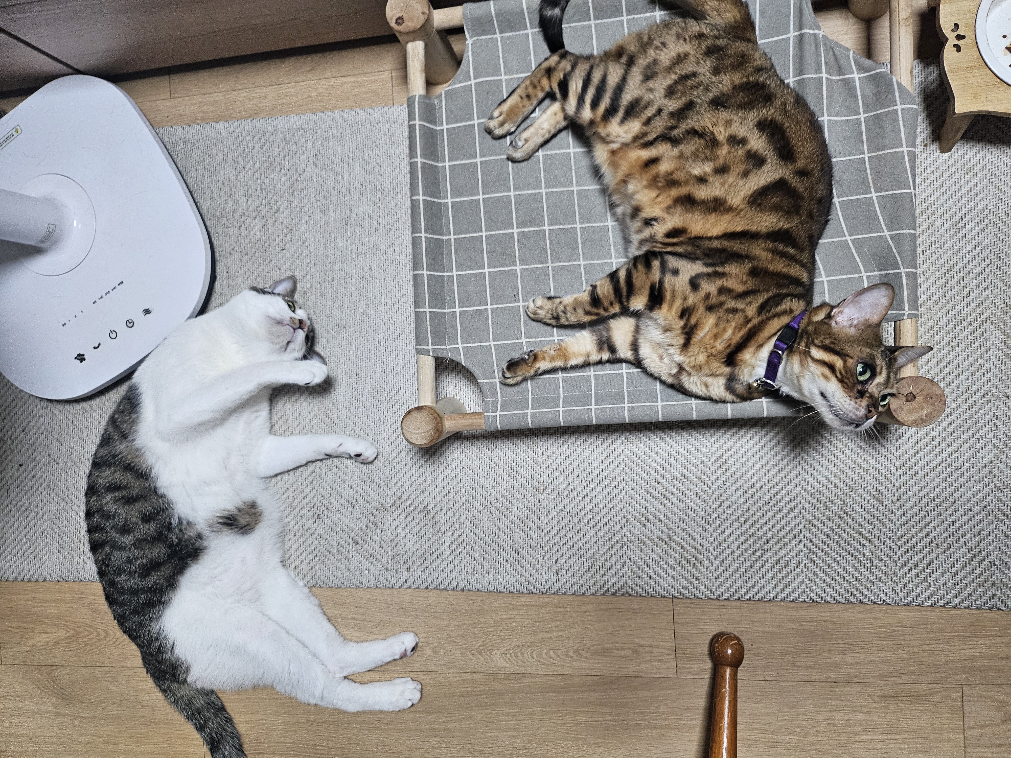 탄이와 함께 2025년으로