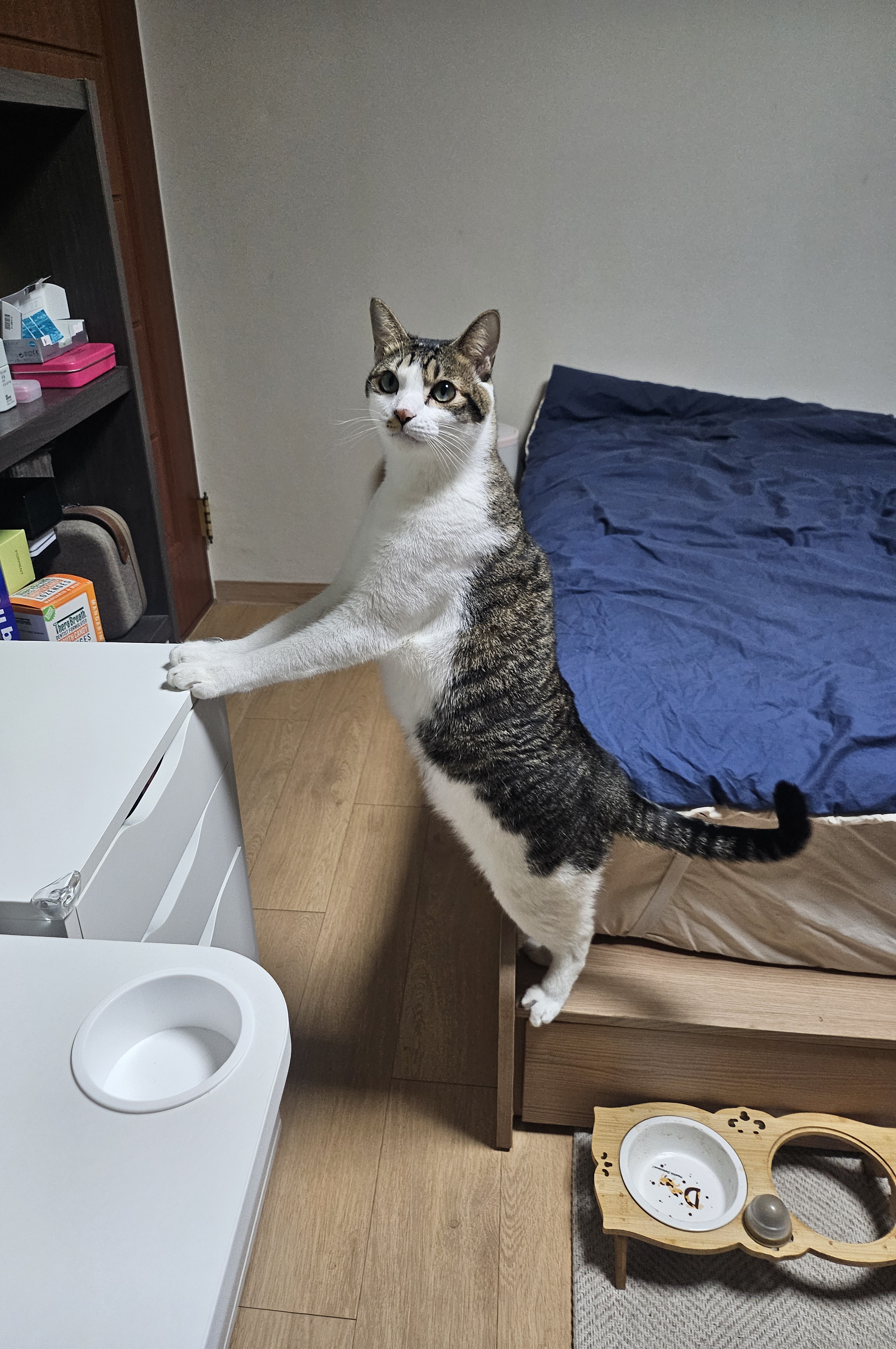 탄이와 함께 2025년으로