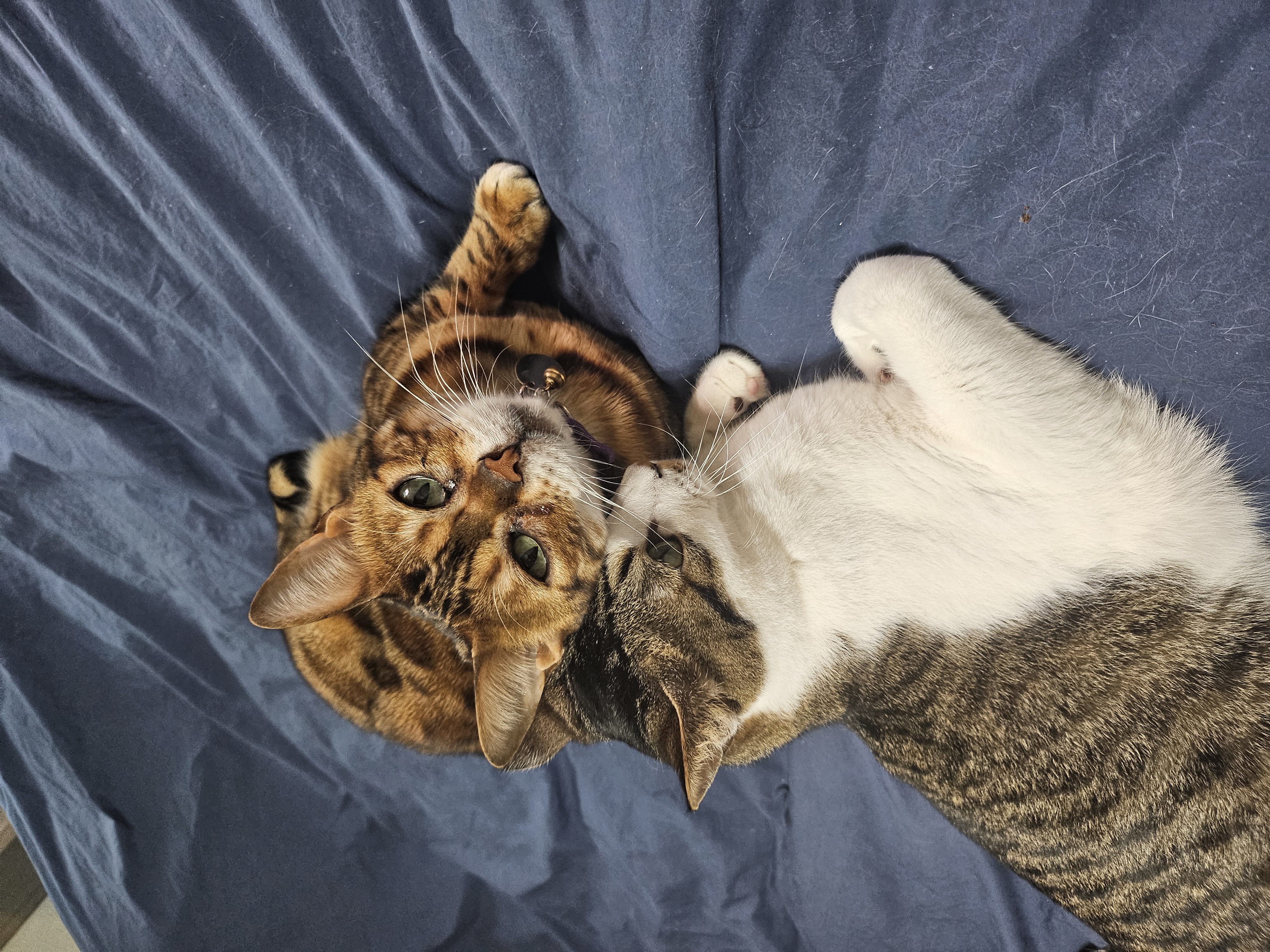 탄이와 함께 2025년으로