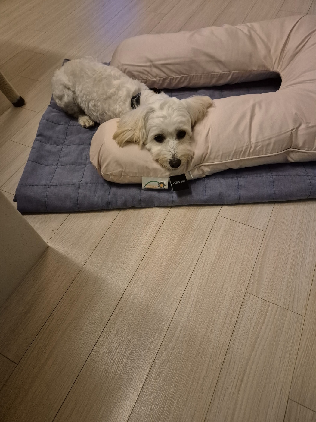 전(즈하)현(바람)이입양후기입니다.