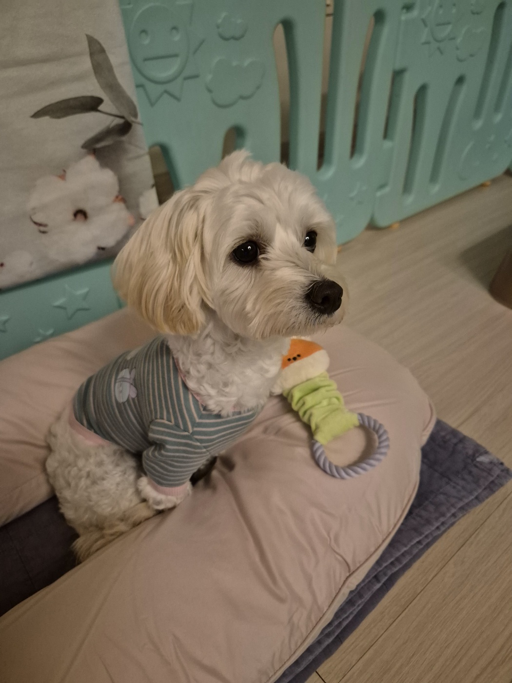 전(즈하)현(바람)이입양후기입니다.