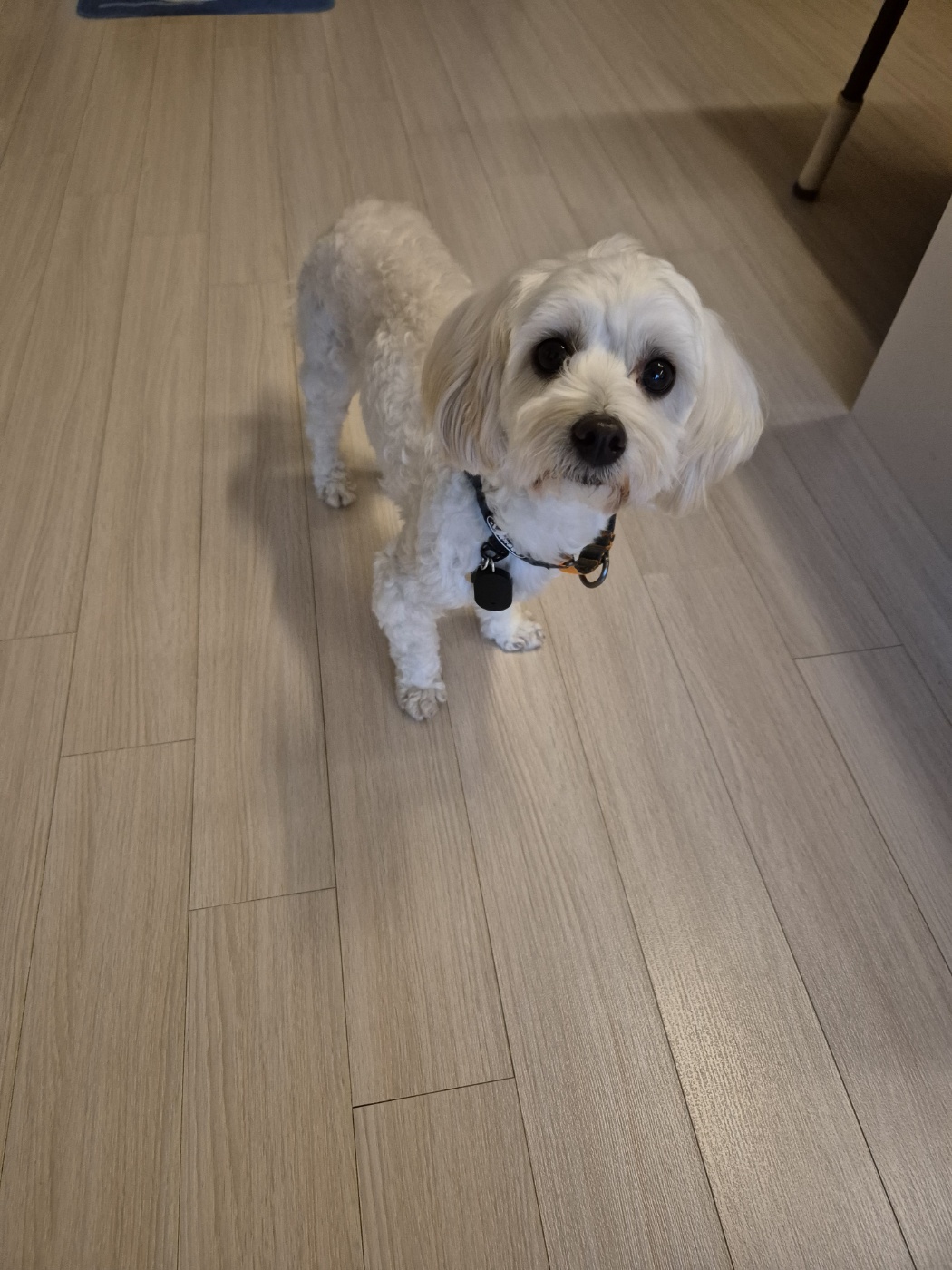 전(즈하)현(바람)이입양후기입니다.