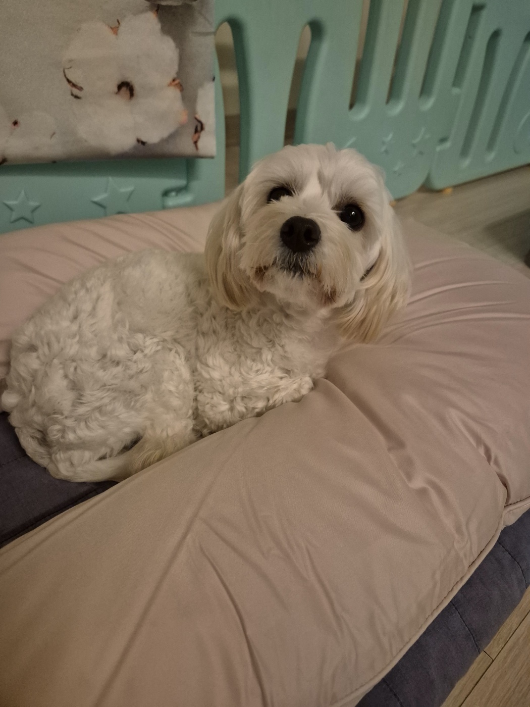 전(즈하)현(바람)이입양후기입니다.