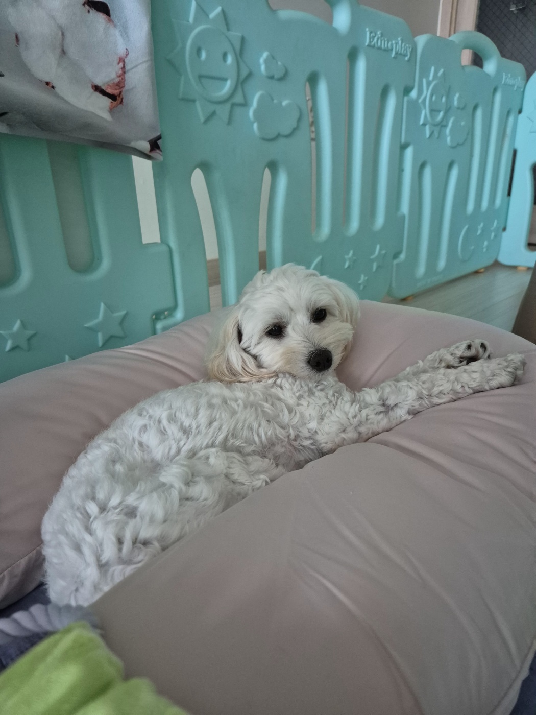 전(즈하)현(바람)이입양후기입니다.