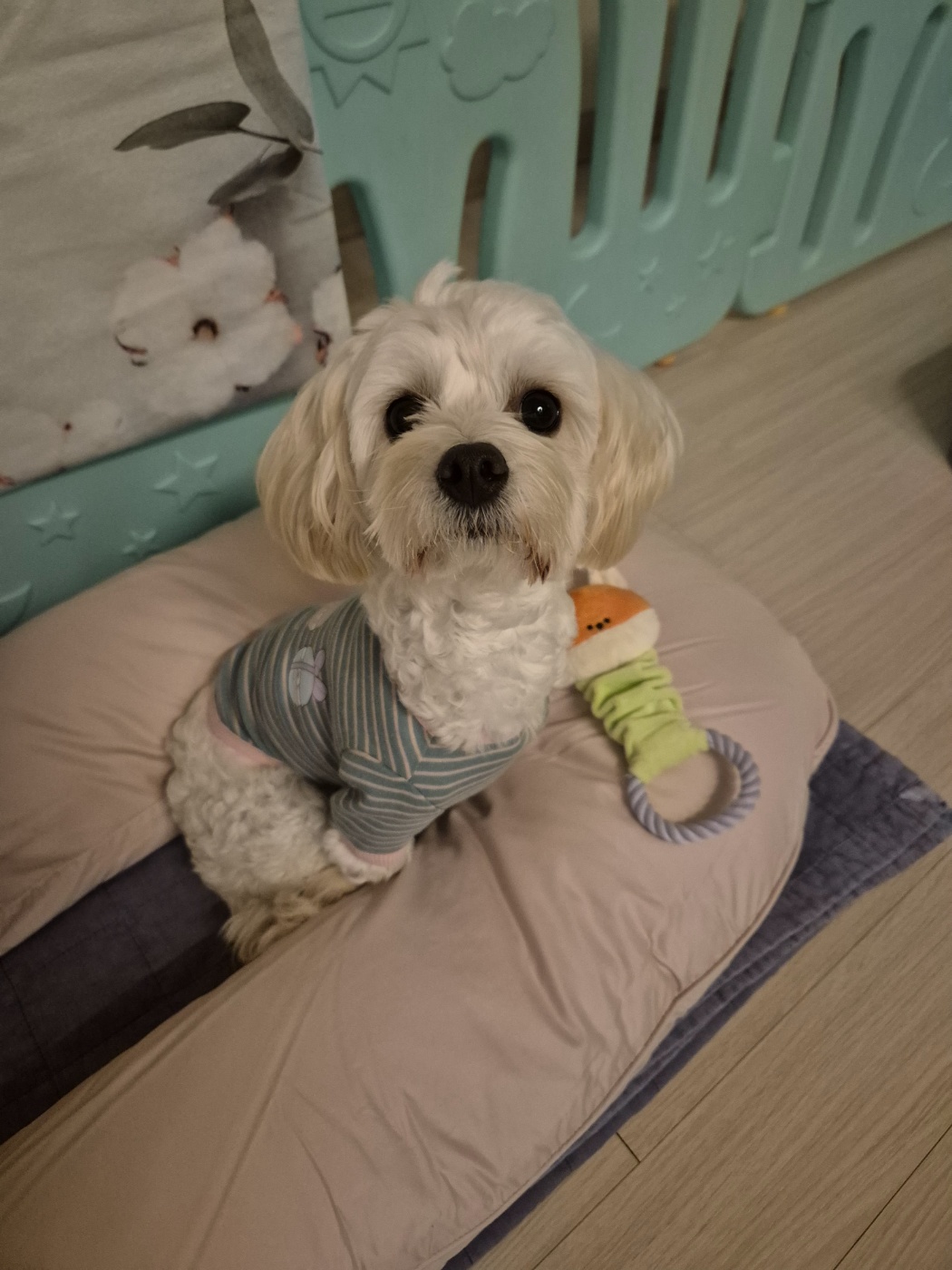 전(즈하)현(바람)이입양후기입니다.