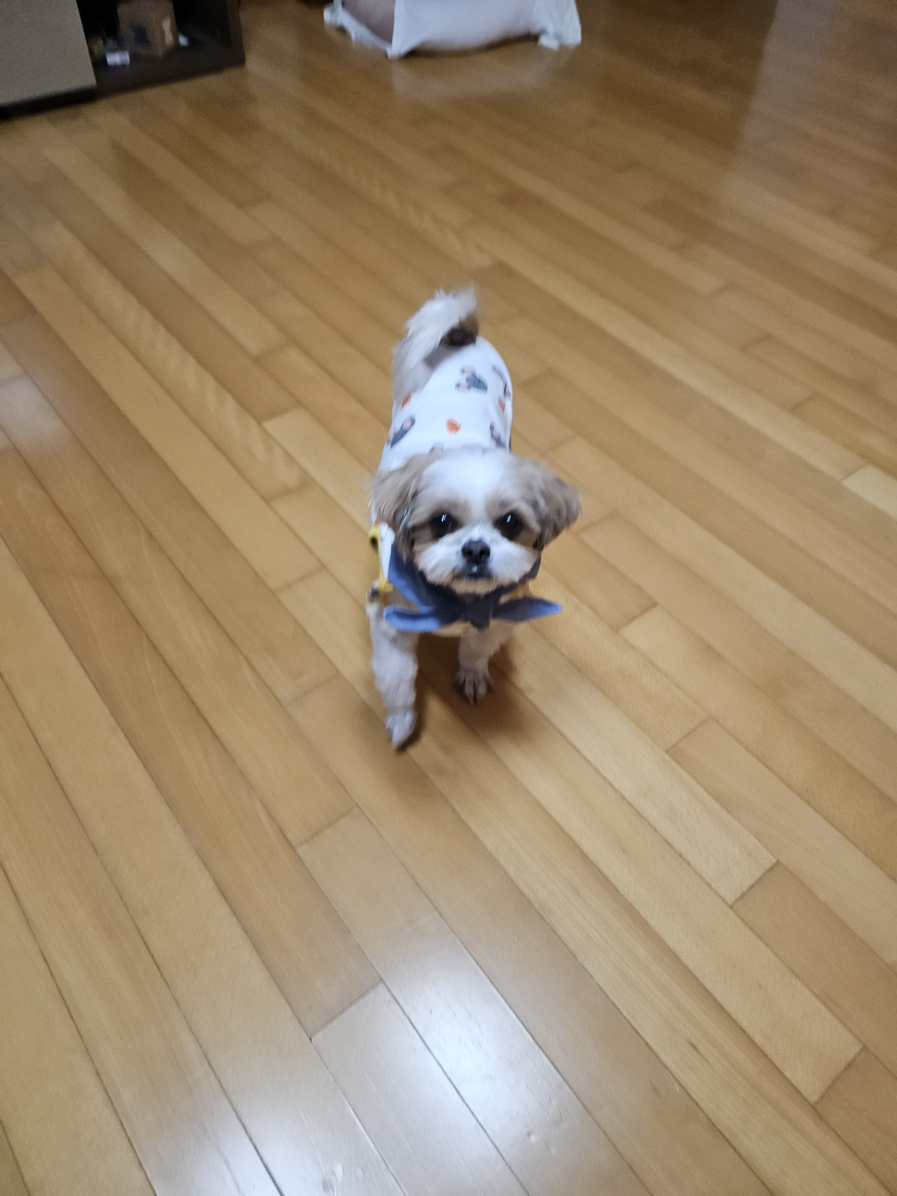 (에밀리_양구28) 튼튼이 일년차 후기