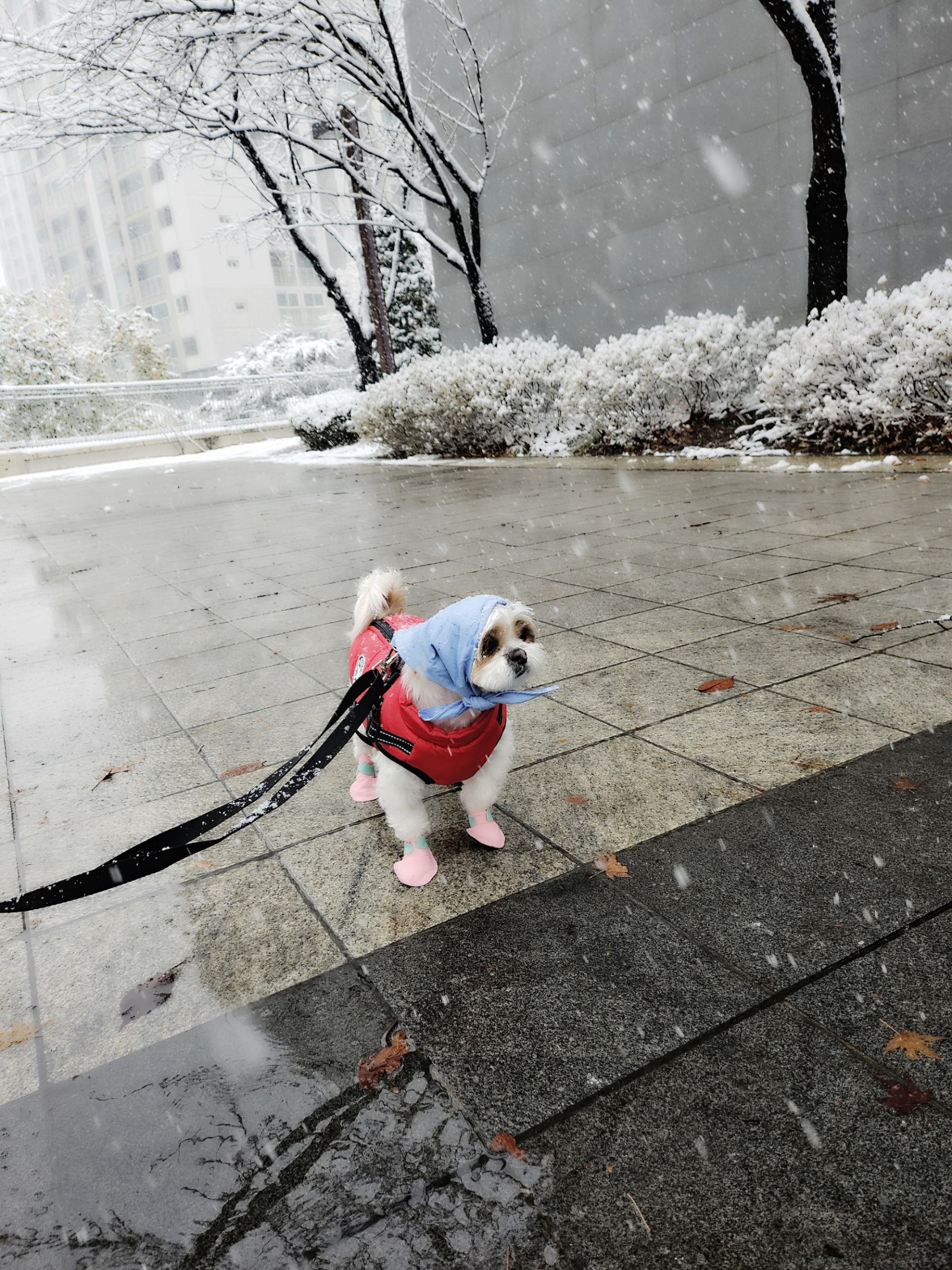 (에밀리_양구28) 튼튼이 일년차 후기