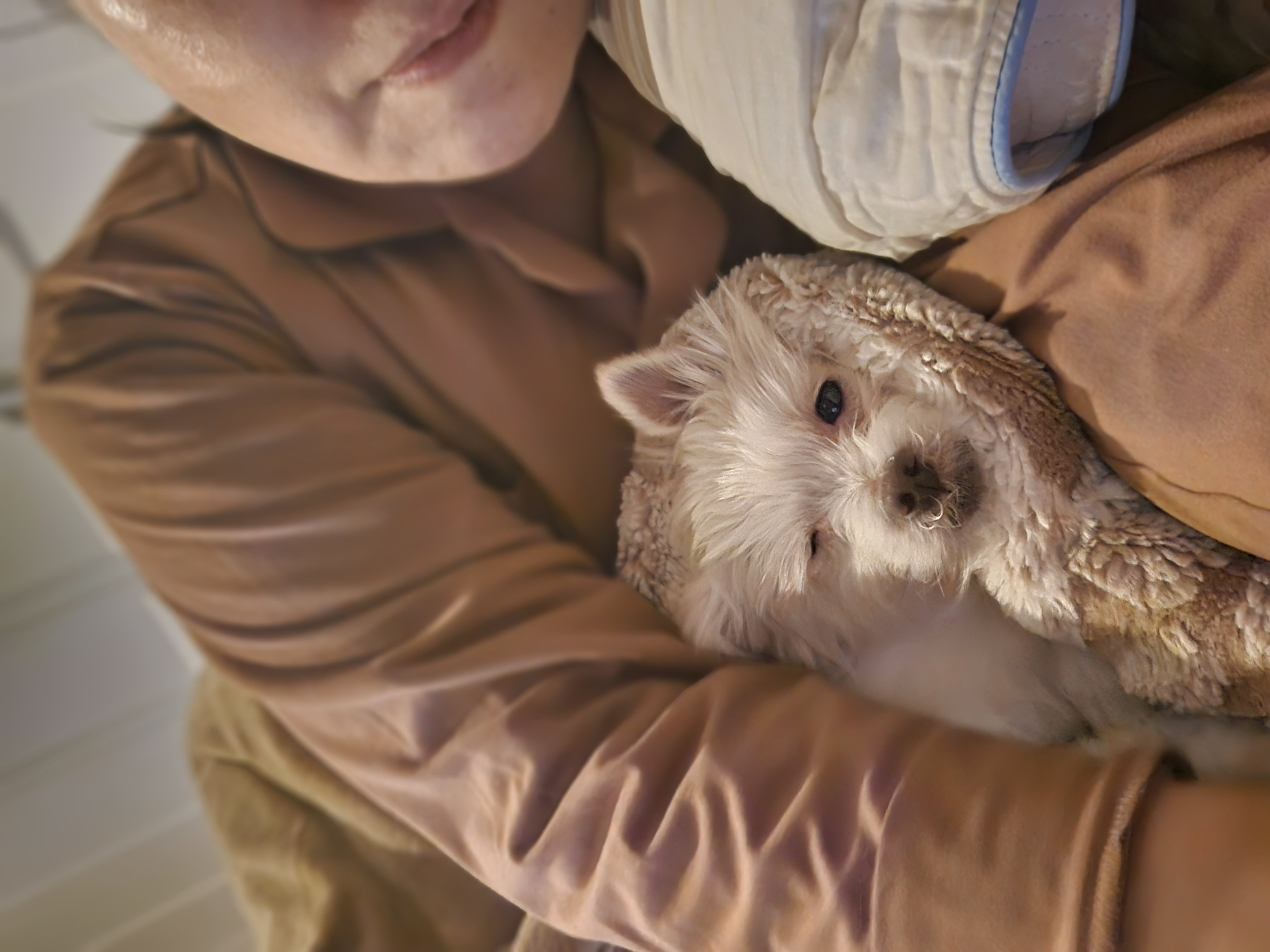 입양후 이야기 한달차