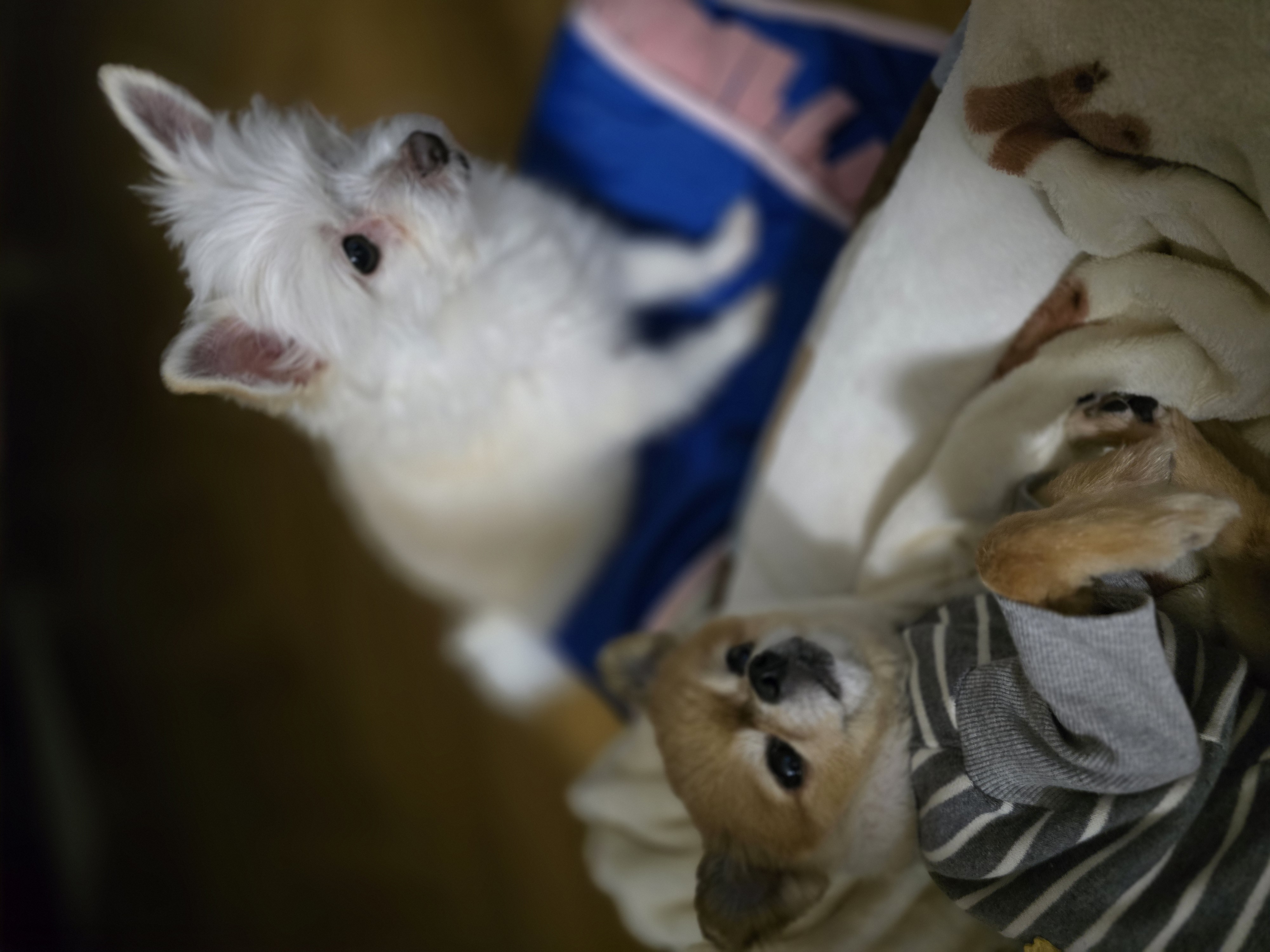 입양후 이야기 한달차