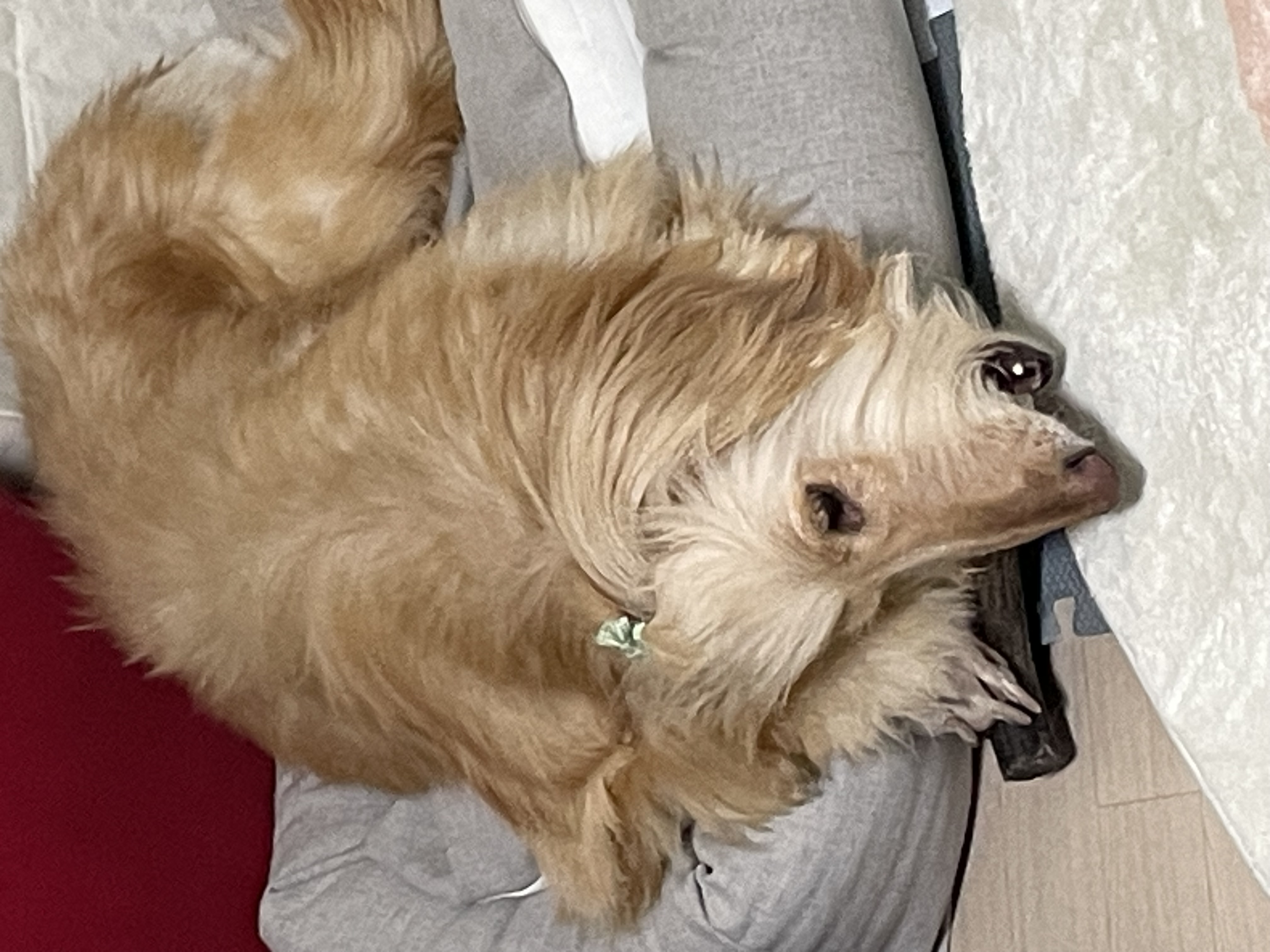 라나 한 달 차 이야기