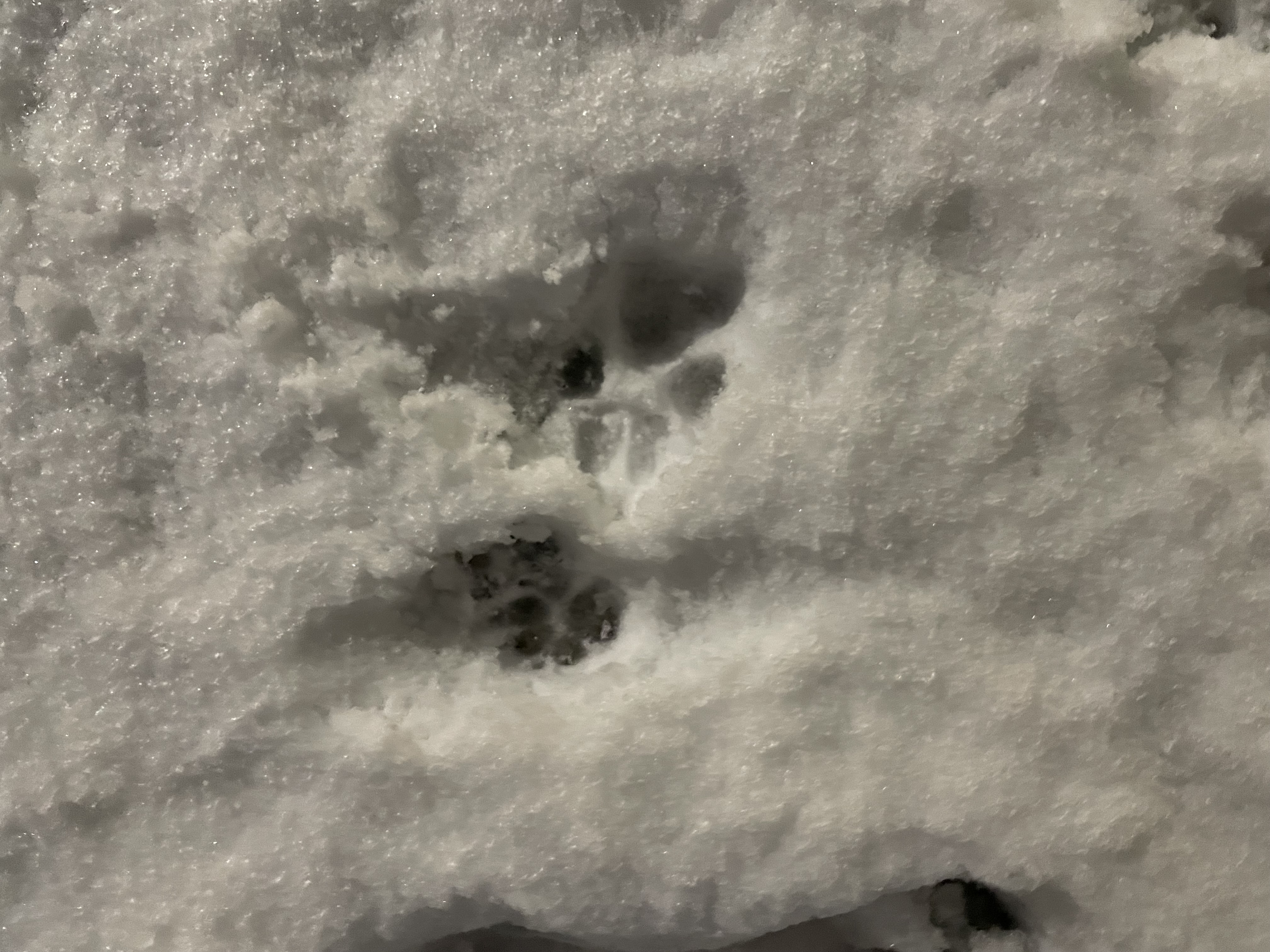 라나 한 달 차 이야기