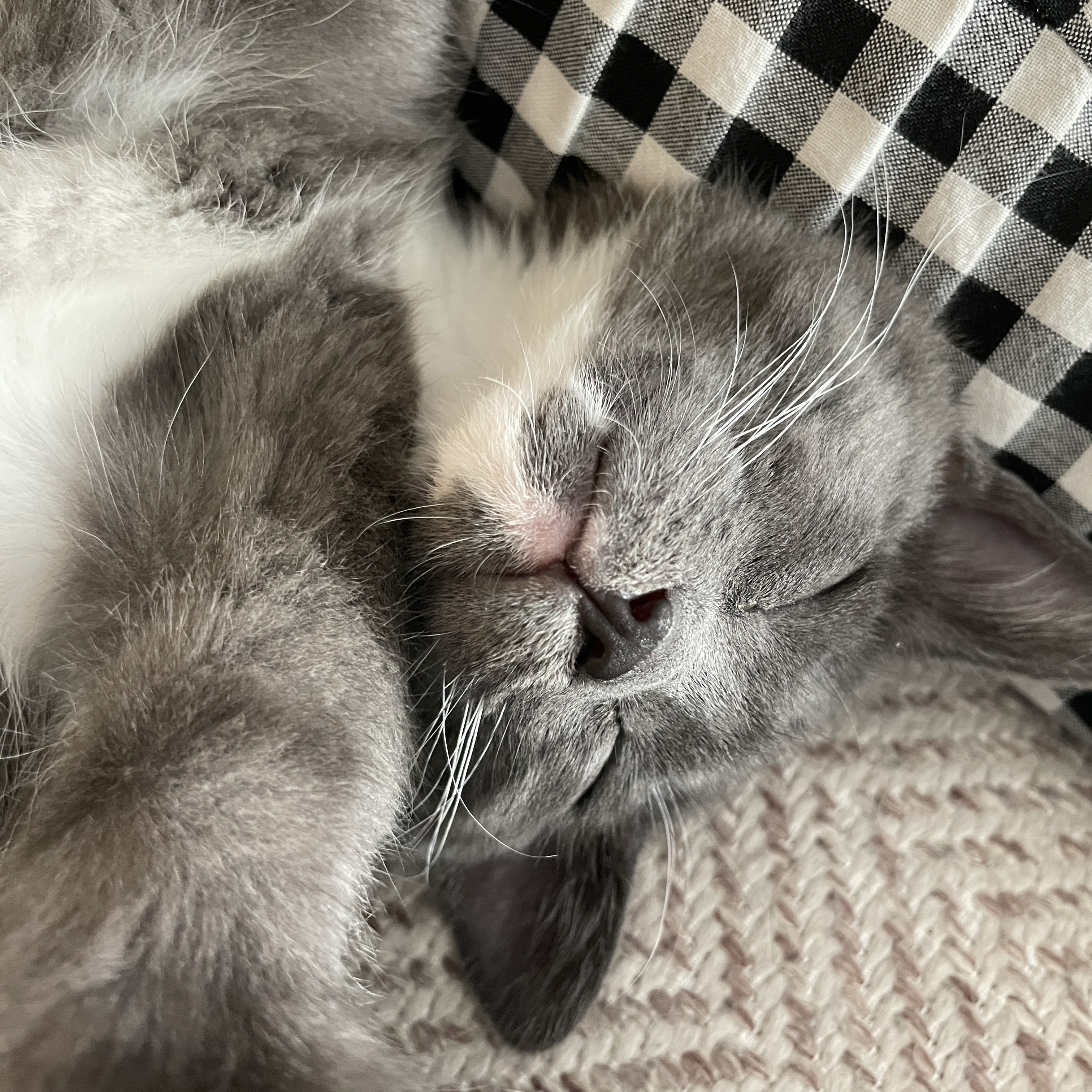 토란이(구 묘미) 입양 한 달째 후기