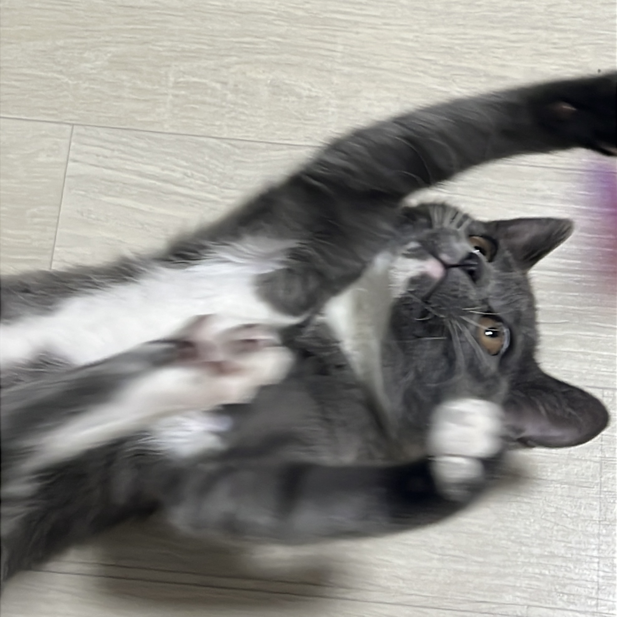 토란이(구 묘미) 입양 한 달째 후기