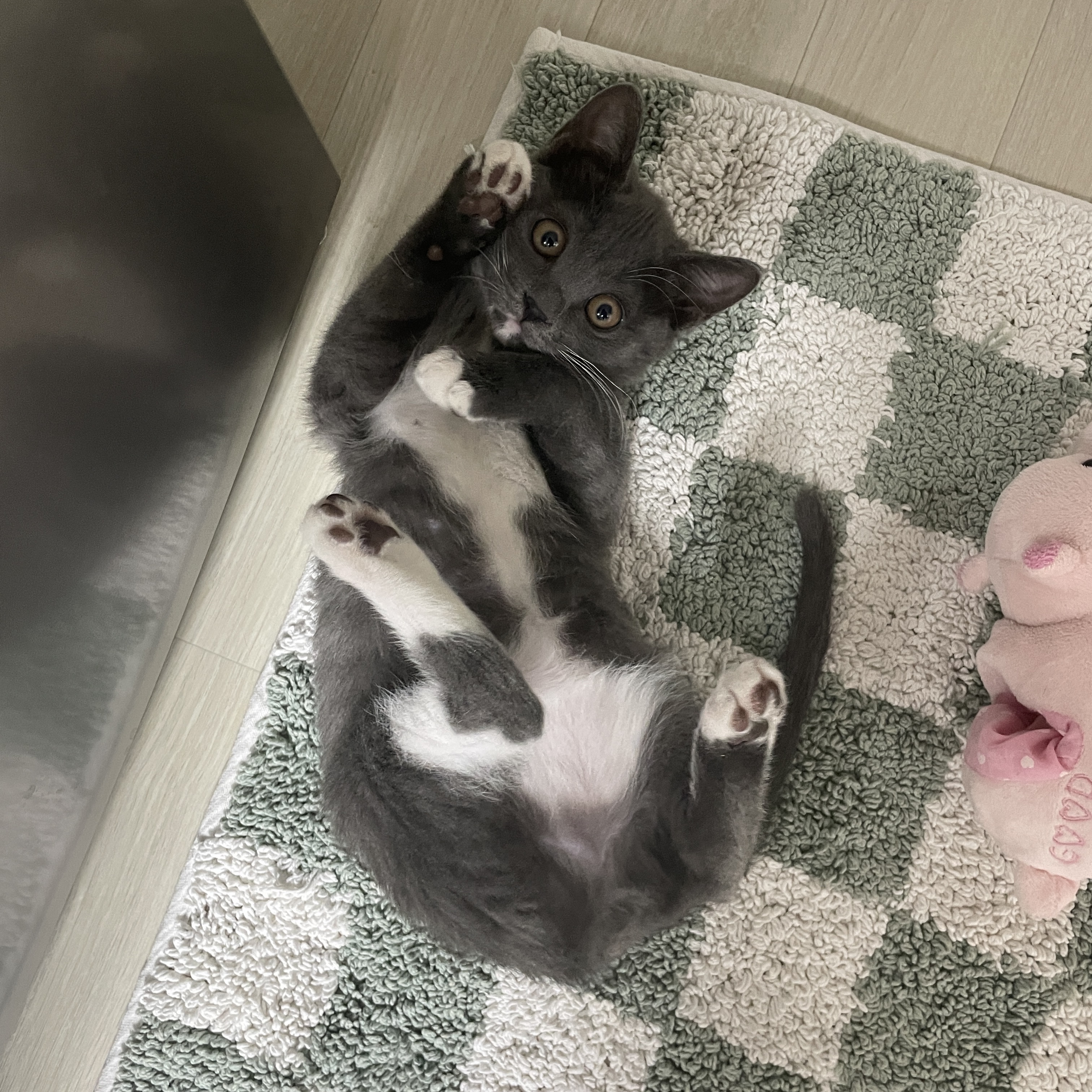 토란이(구 묘미) 입양 한 달째 후기