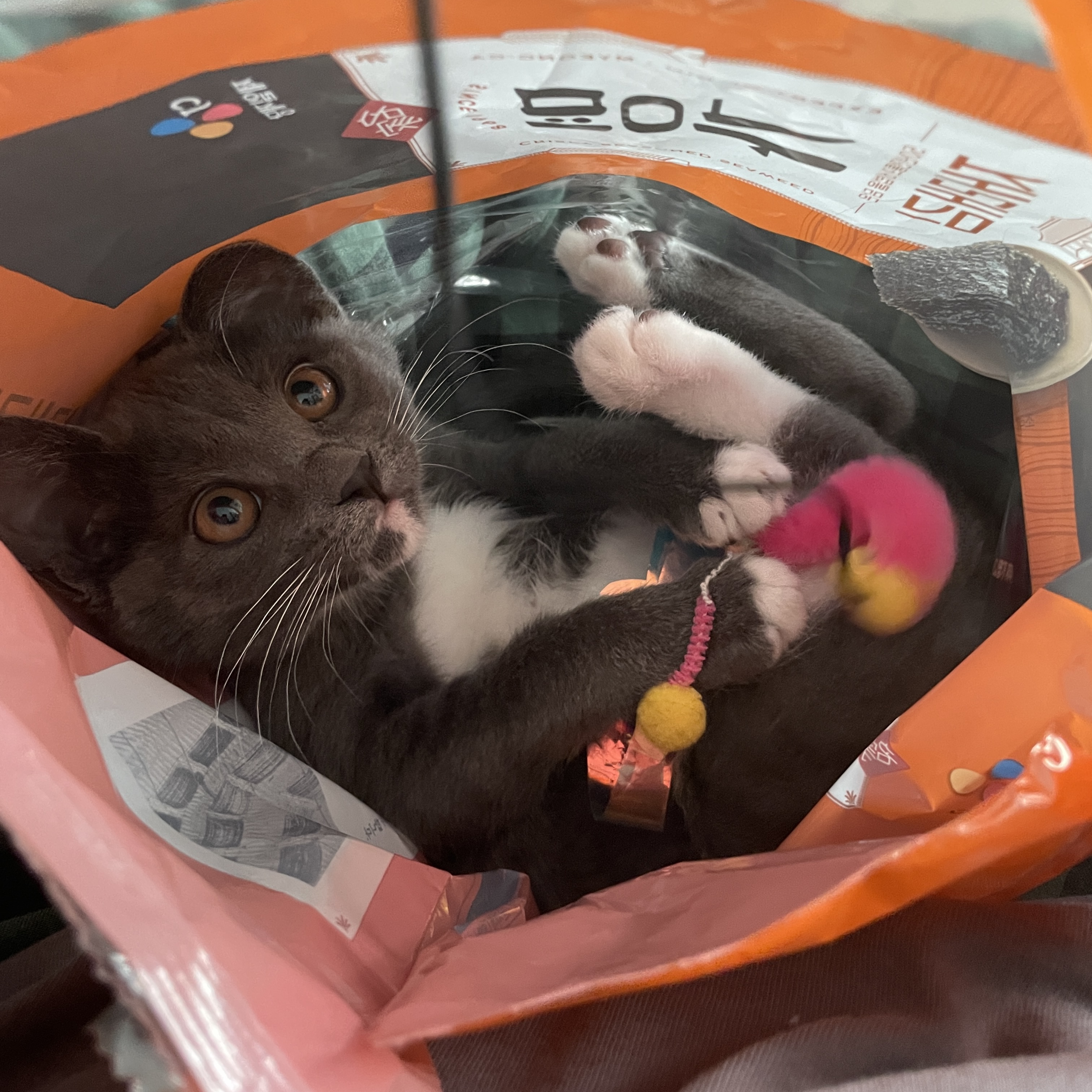 토란이(구 묘미) 입양 한 달째 후기