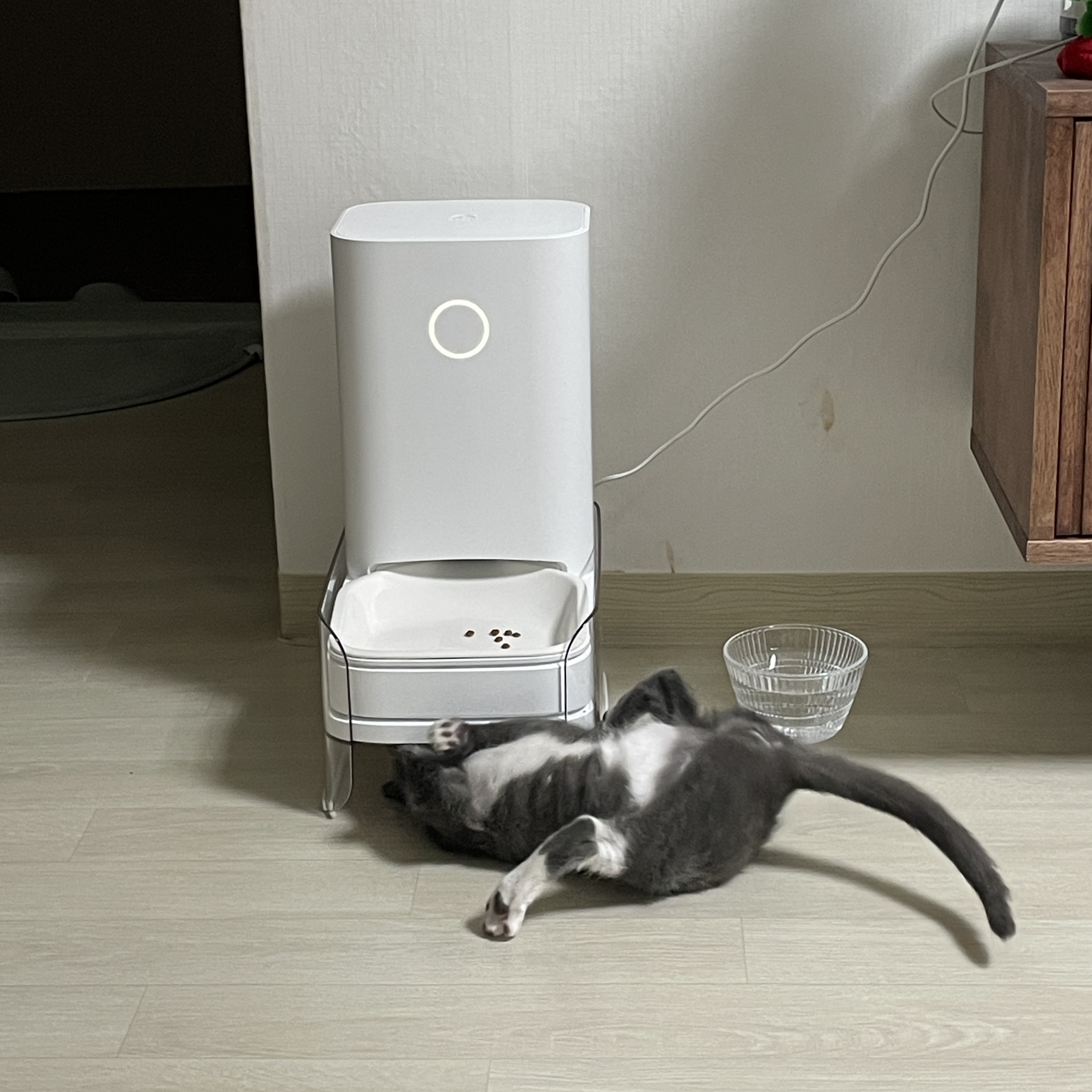 토란이(구 묘미) 입양 한 달째 후기