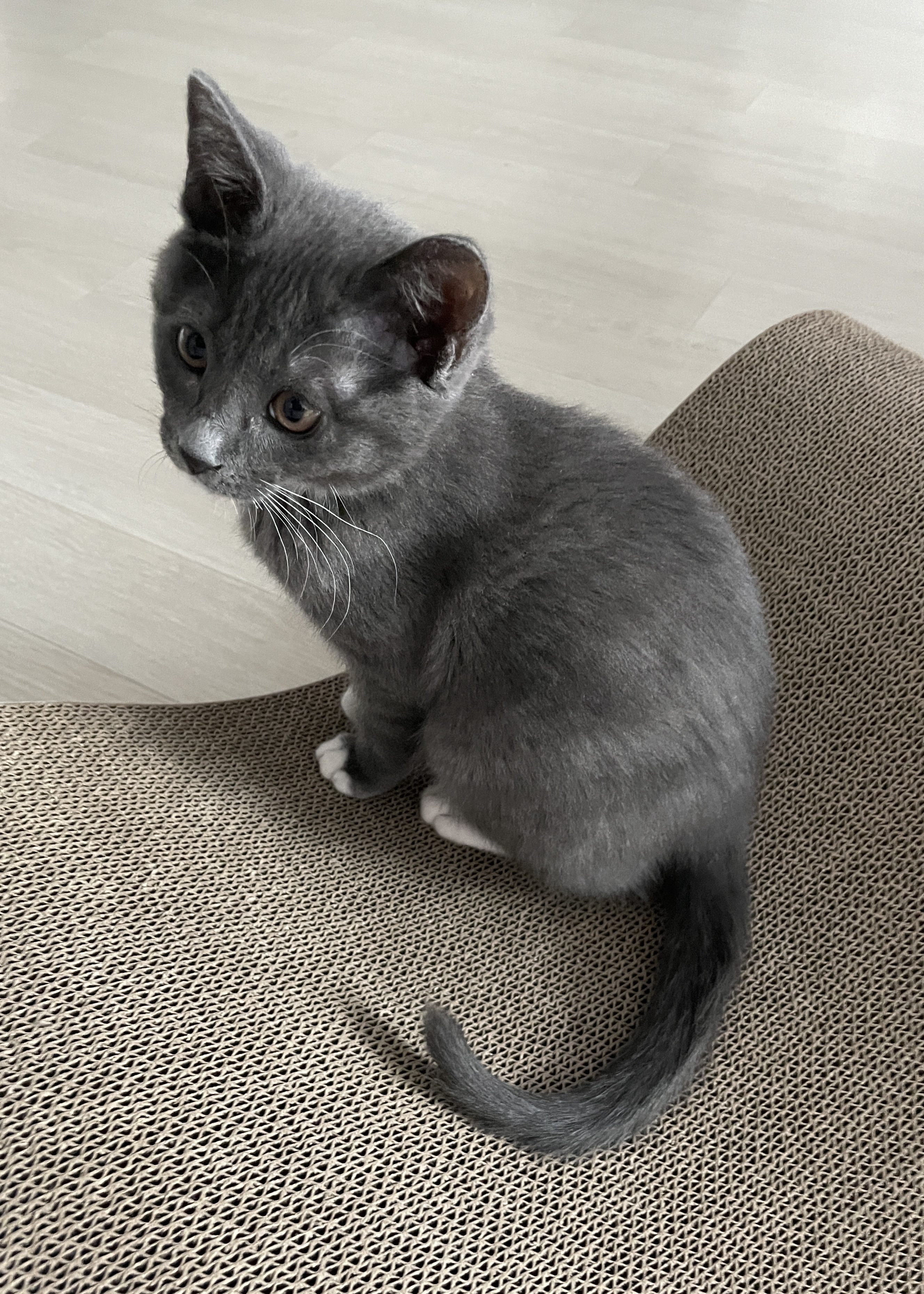 토란이(구 묘미) 입양 한 달째 후기