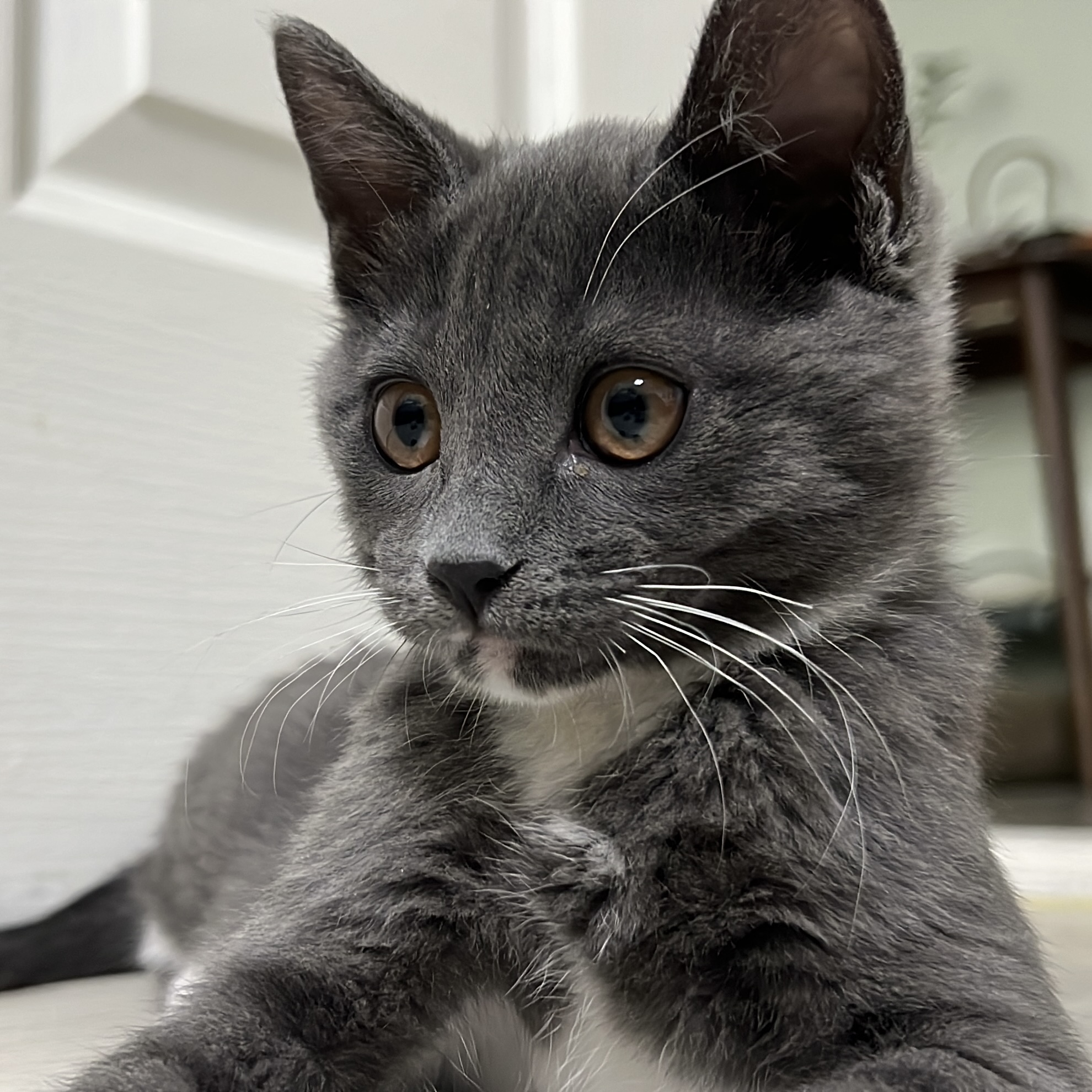 토란이(구 묘미) 입양 한 달째 후기