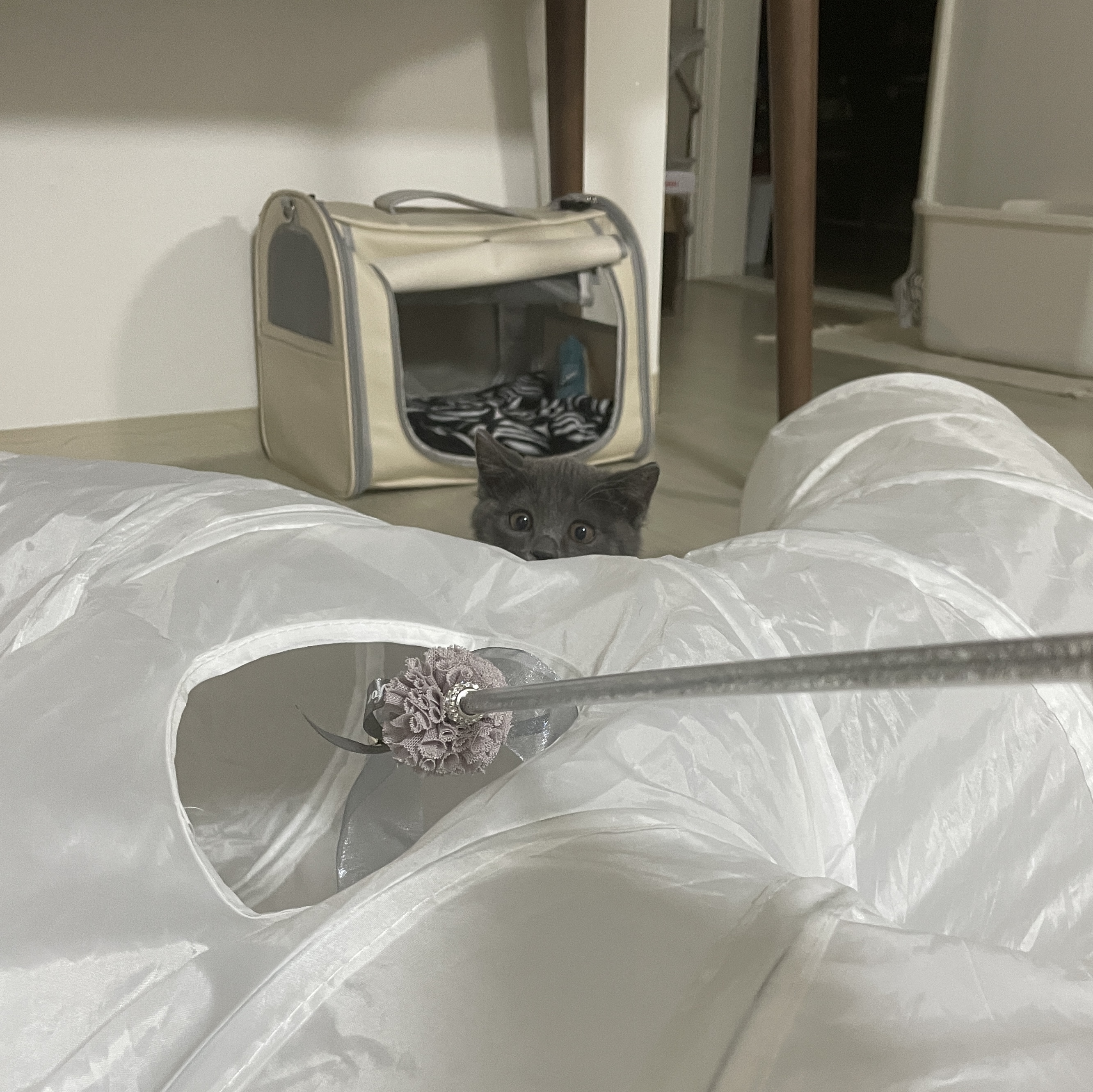 토란이(구 묘미) 입양 한 달째 후기