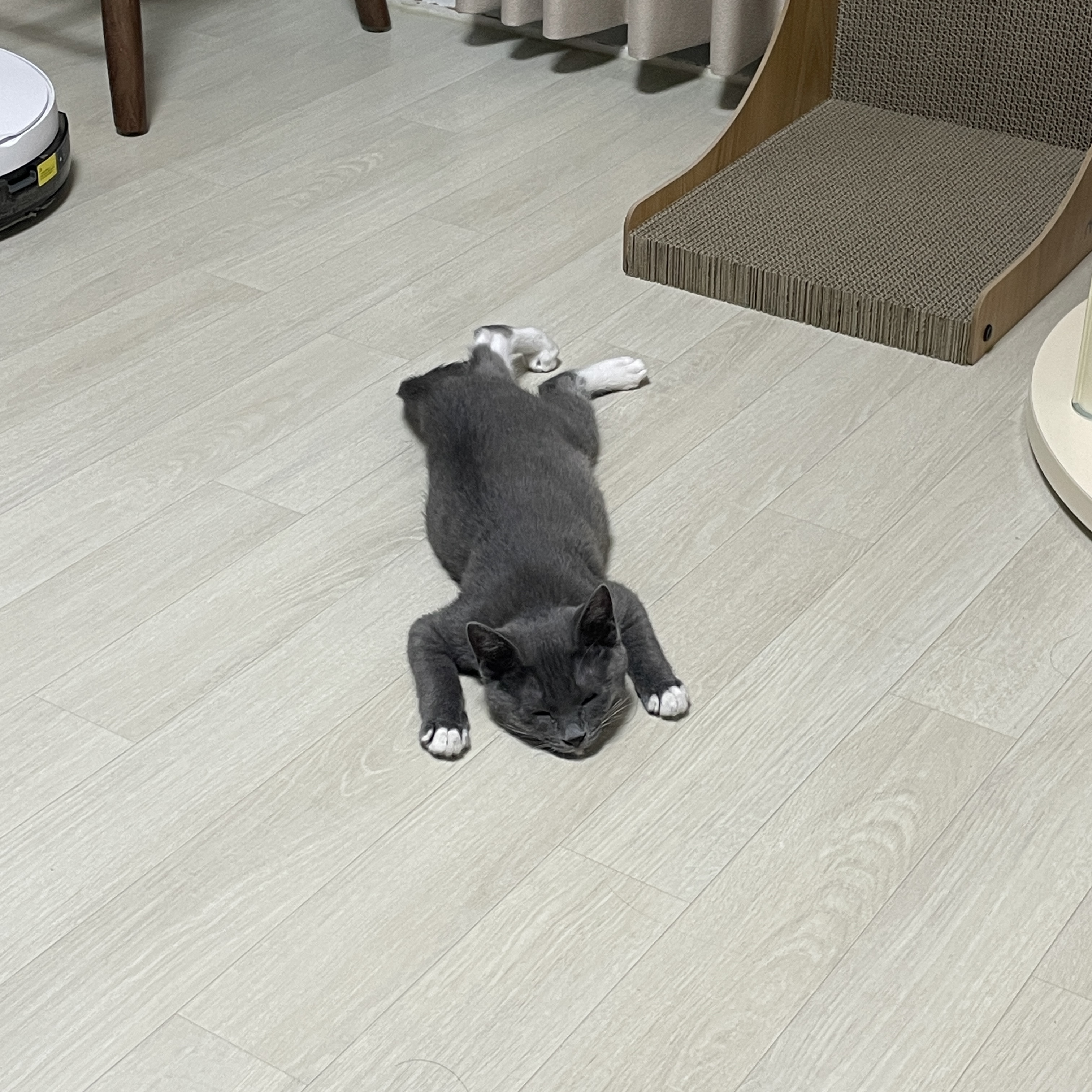 토란이(구 묘미) 입양 한 달째 후기