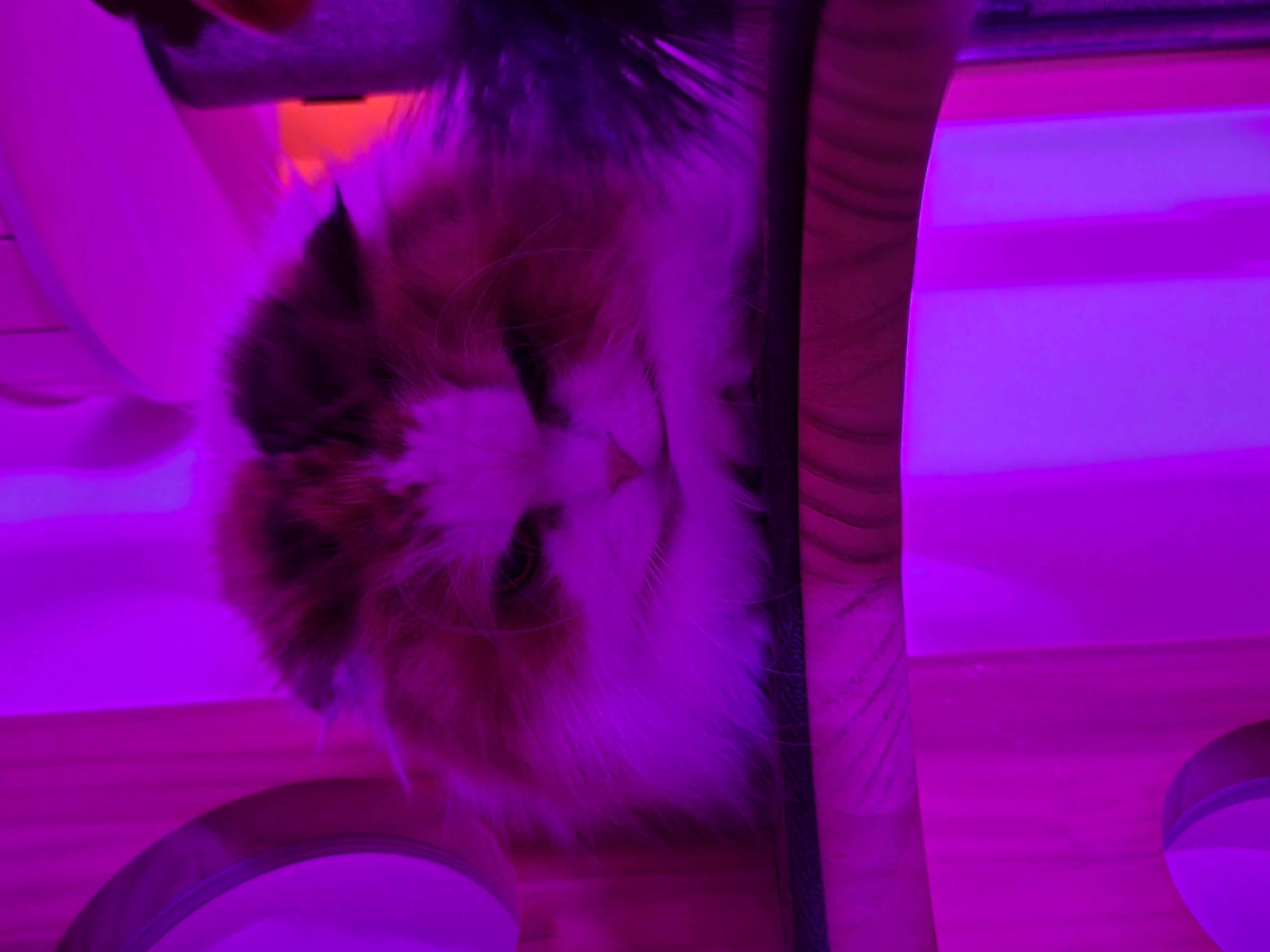 알코(리시아)의 한달ㅜㅜ